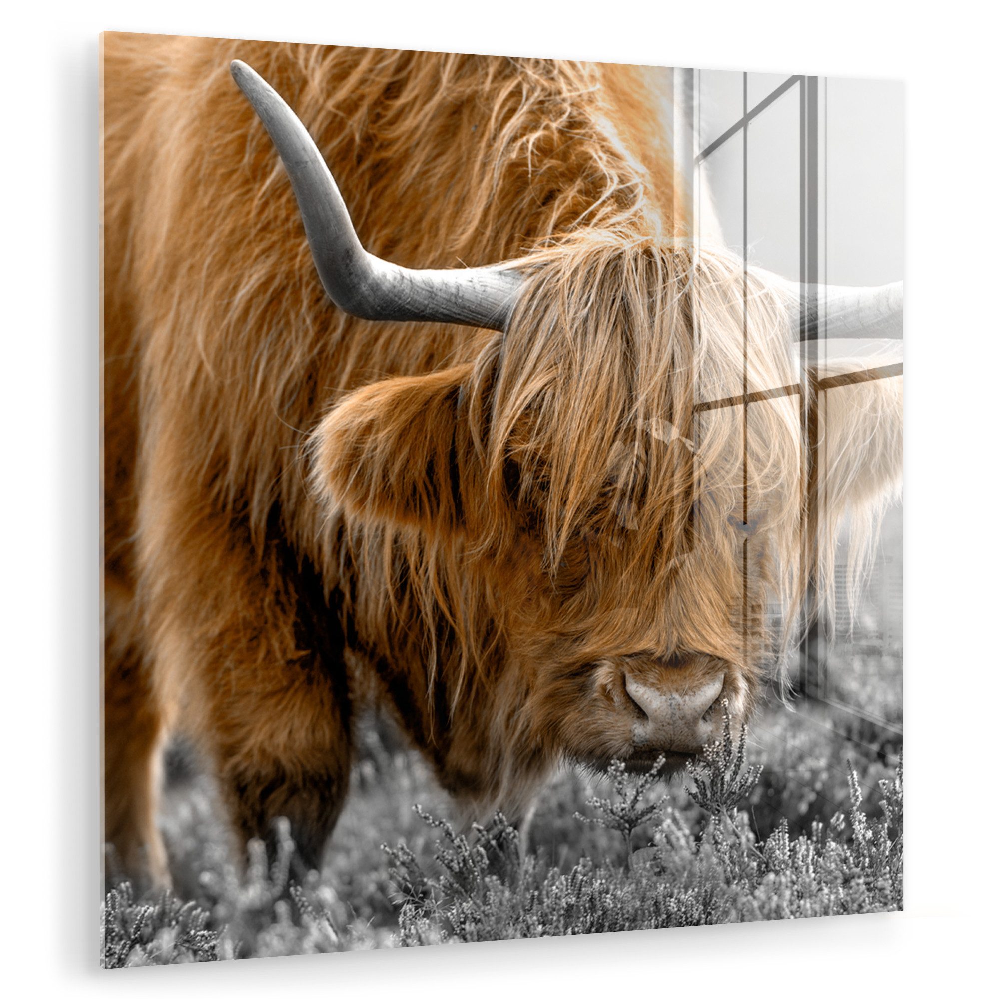 MuchoWow Acrylglasbild Schottischer Highlander - Tiere günstig online kaufen