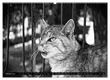 CALVENDO Wandkalender Katzen Pop Art in s/w - Kleine Tiger unter uns (Premium, hochwertiger DIN A2 Wandkalender 2023, Kunstdruck in Hochglanz)