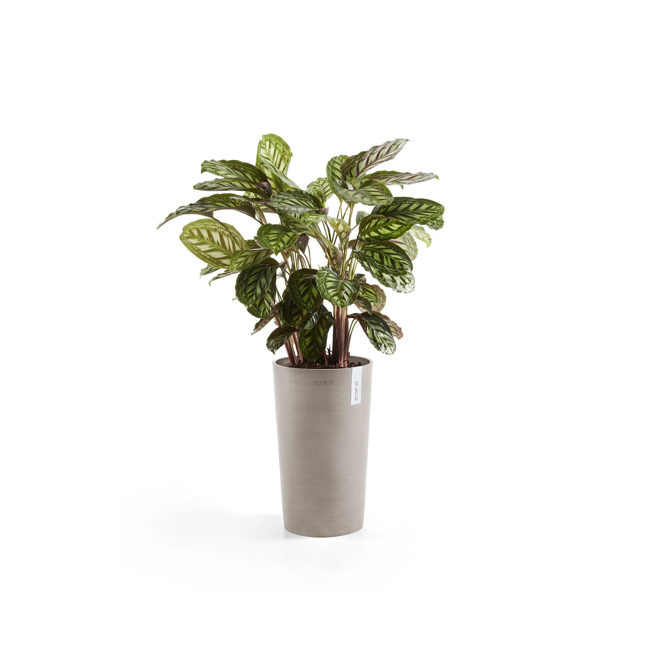 ECOPOTS ØxH: cm 30x50 Amsterdam, Blumentopf