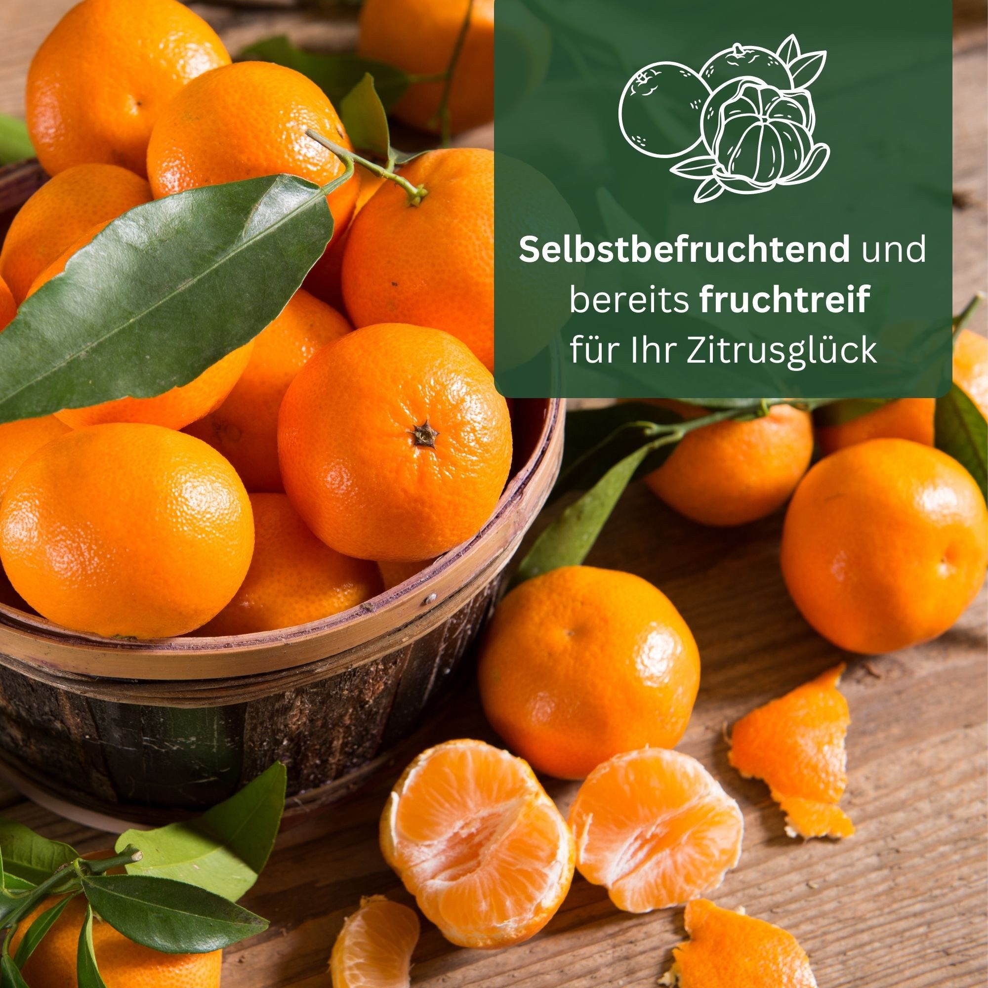 Meine Orangerie Obstpflanze Satsuma-Mandarinenbaum - Citrus unshiu, echte Satsuma Mandarine, professionell veredelter und fruchtreifer Zitrusbaum