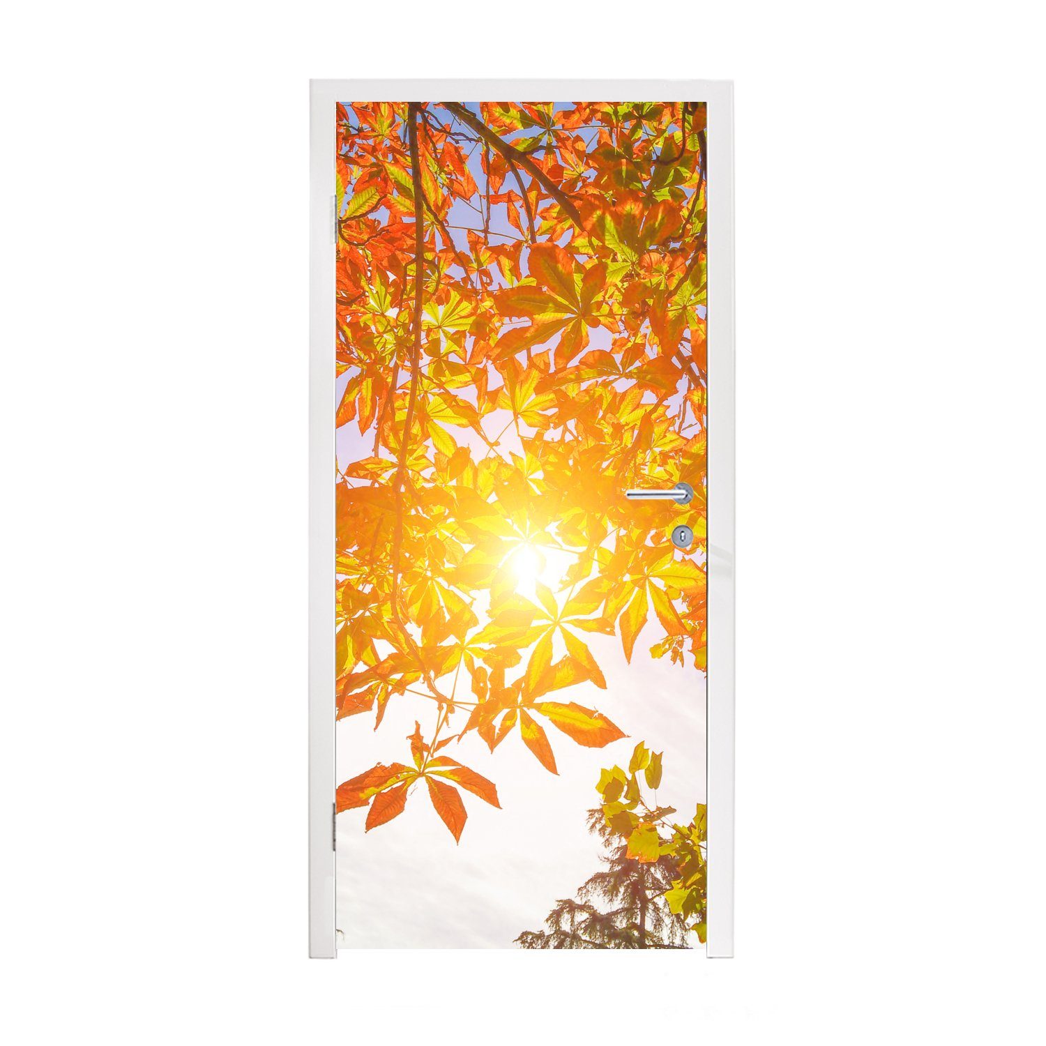Foto MuchoWow bedruckt, (1 für cm St), Kastanienbaums Türtapete eines Fototapete Tür, Madrid, Matt, 75x205 Türaufkleber, in Spanien,