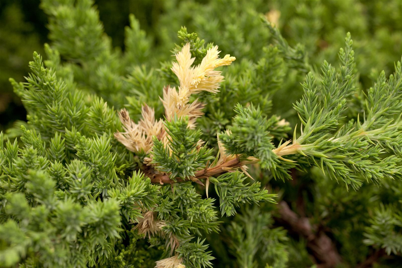 Pflanzen für Dich Konifere Juniperus conferta Golden Wings, 1 St., Japanischer Kriechwacholder, goldgelb, kriechend