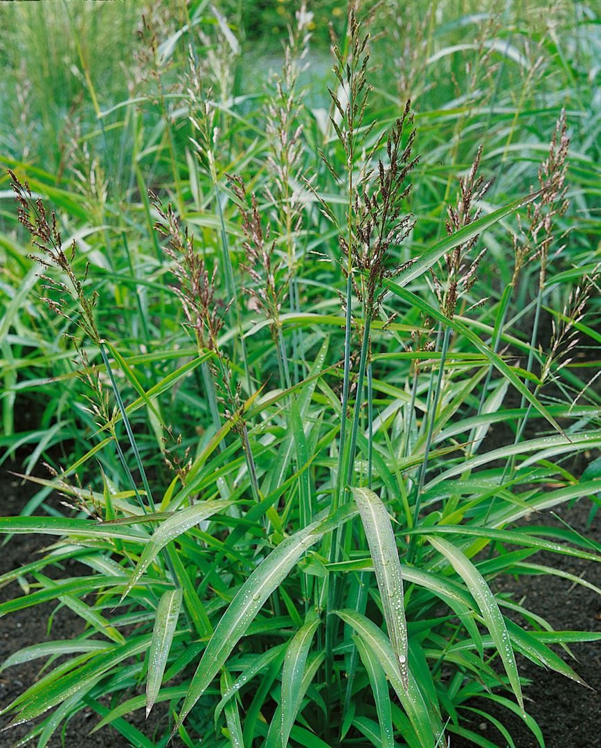 Pflanzen für Dich Gräser Spodiopogon sibiricus, 1 St., Sibirisches Silberährengras, blaugrün, herbstfärbung rot