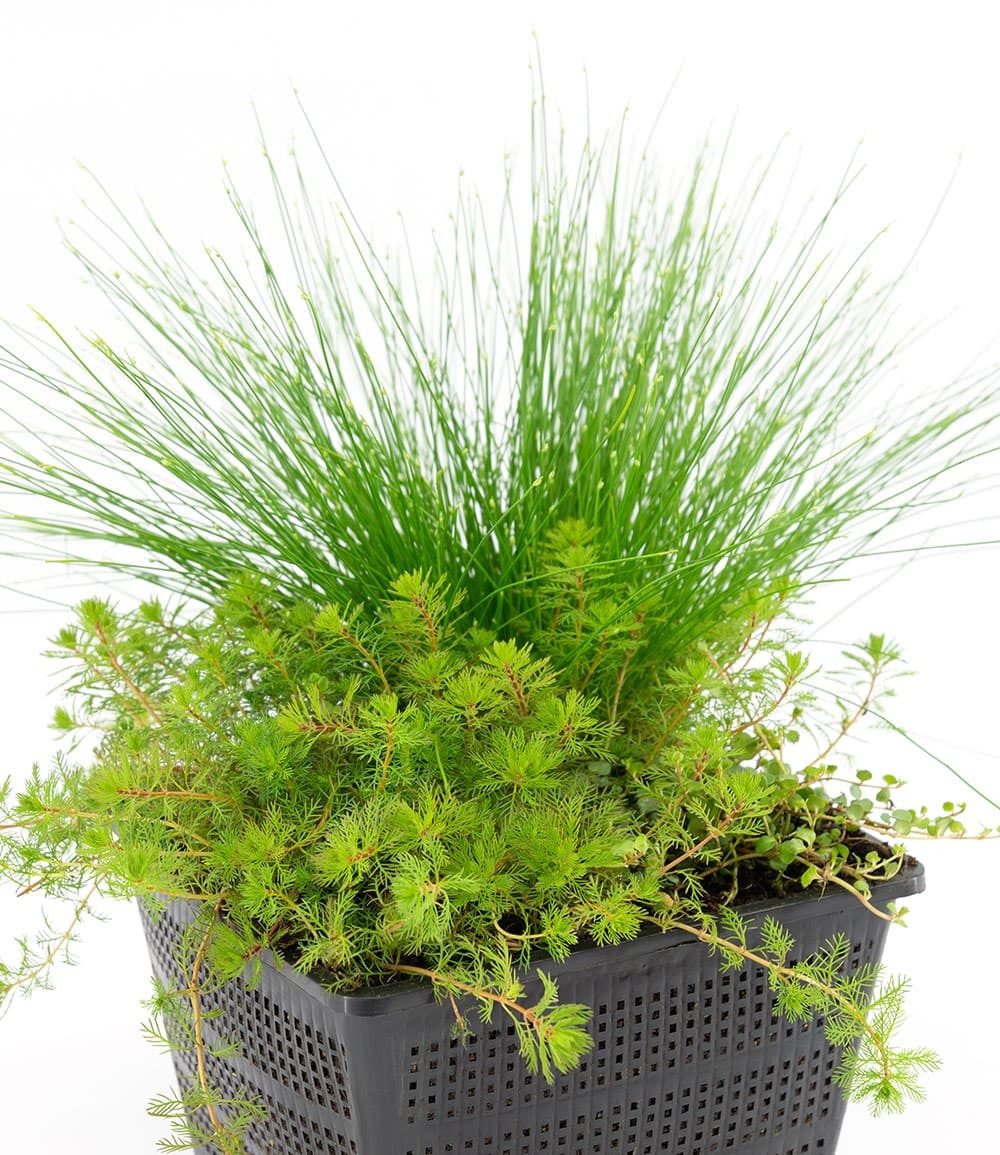 BALDUR Garten Wasserpflanze Sauerstoff-Teichpflanzen im Korb, 1 St., mehrjährig, pflegeleicht, dekorativ