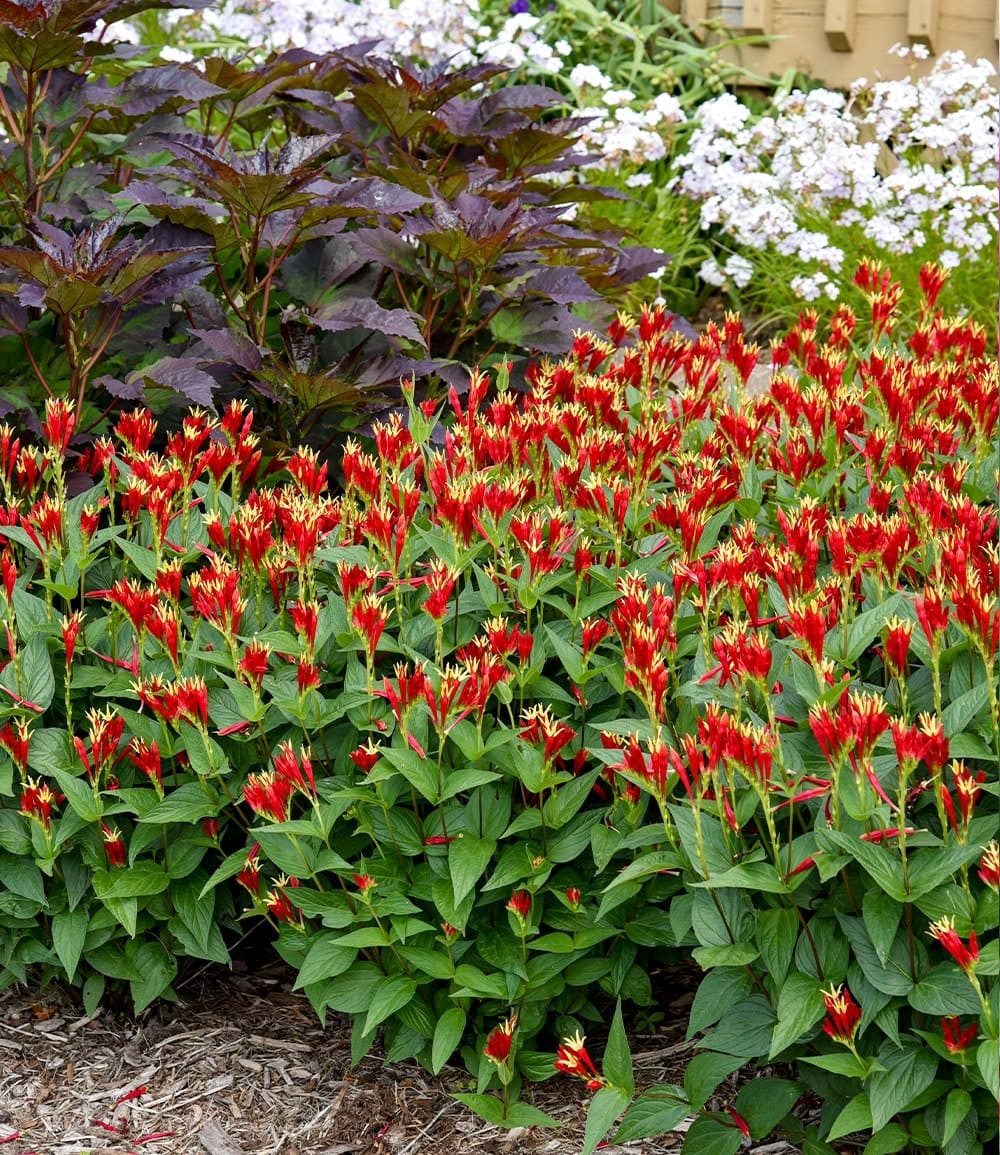 BALDUR Garten Staude Spigelia 'Little Redhead®', 1 St., Schmetterlingsmagnet, winterhart, pflegeleicht