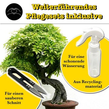 Kunstbonsai Bonsai Wisteria Anzuchtset Geschenke für Frauen Züchte eigenen Bro, growbro, Bekannt aus Social Media