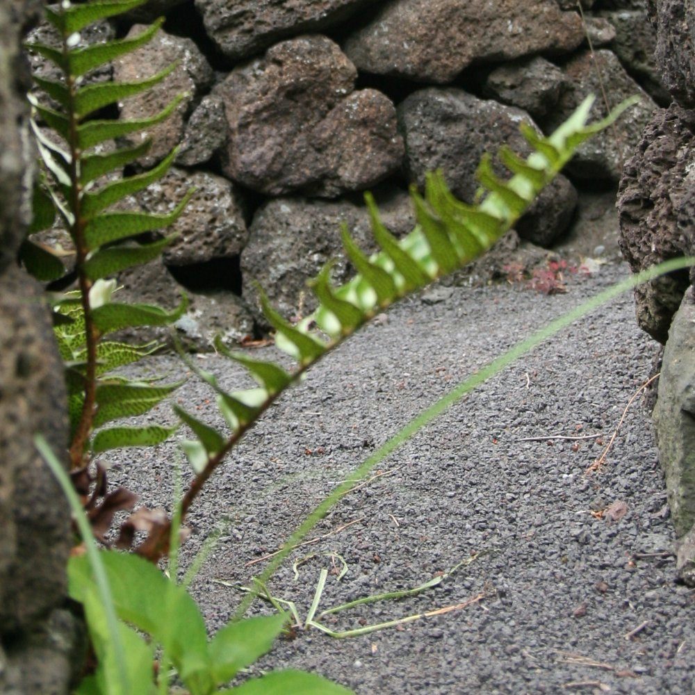 CM-Gartendesign Stein Basalt Splitt, (2/5mm, anthrazit), 250kg