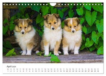 CALVENDO Wandkalender Shelties - Die zuckersüßen Vierbeiner. (Wandkalender 2024 DIN A4 quer)