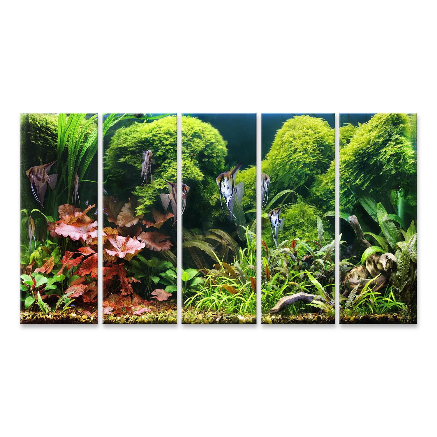 Leinwandbild Dekoratives Aquarium Skalare Bilder