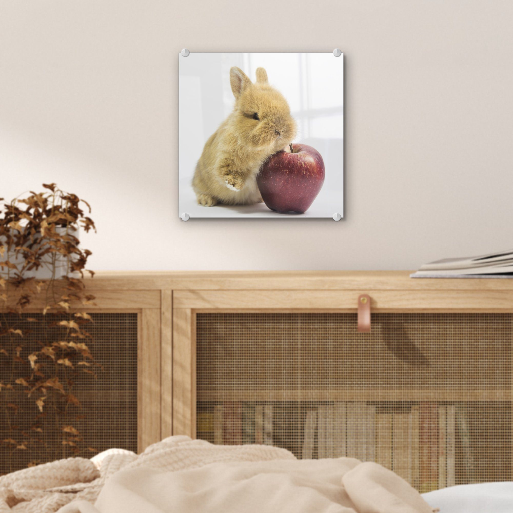 MuchoWow Acrylglasbild Kaninchen - Baby St), - Glas - Wanddekoration Glasbilder Bilder - auf auf Glas - Foto (1 Apfel, Wandbild