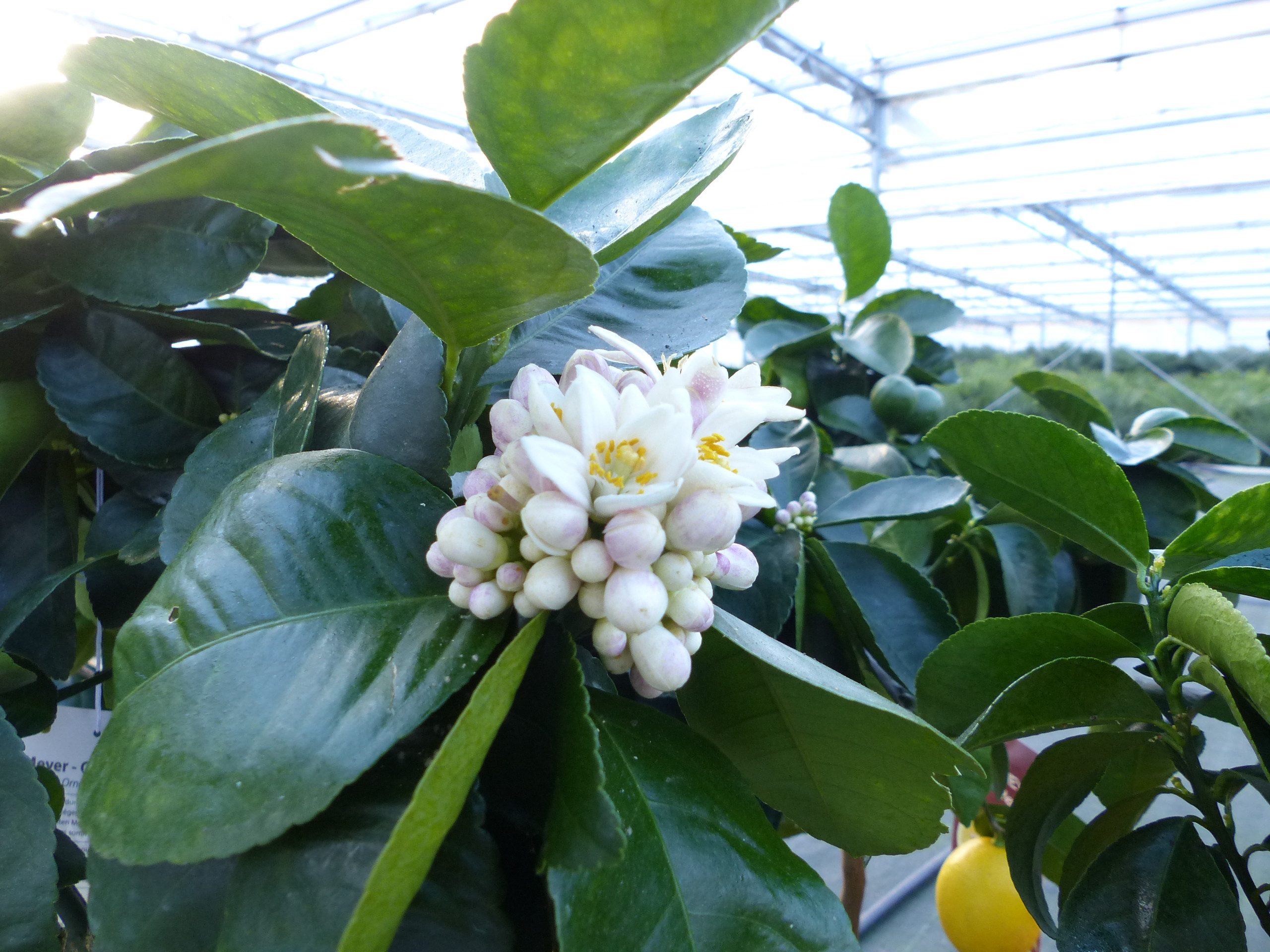 gruenwaren jakubik Zitronenbaum beste Sorte: Meyer Meyerii Zitrone echter Zitronenbaum 70 - 80 cm