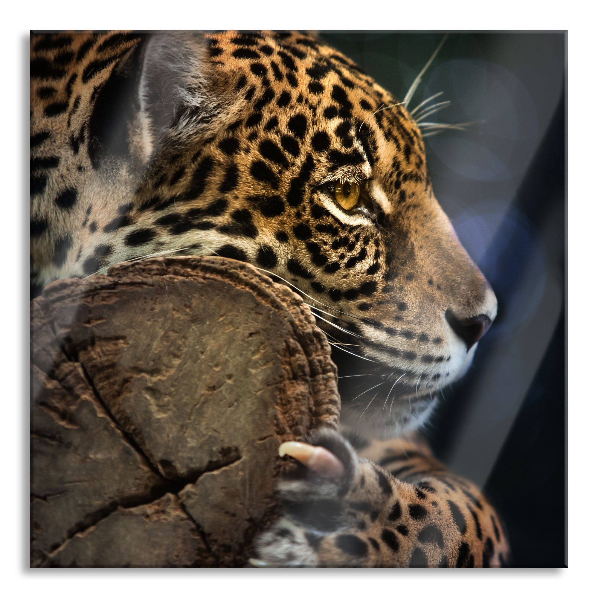 Pixxprint Glasbild Wunderschöner Leopard, Wunderschöner Leopard (1 St), Glasbild aus Echtglas, inkl. Aufhängungen und Abstandshalter