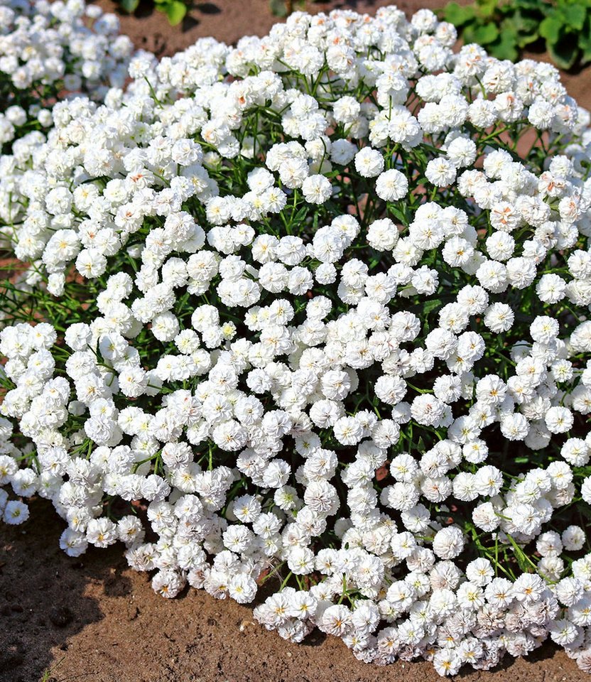 BALDUR Garten Staude Achillea 'Diadem', 2 St., Uferbepflanzung,winterhart, mehrjährig,duftend