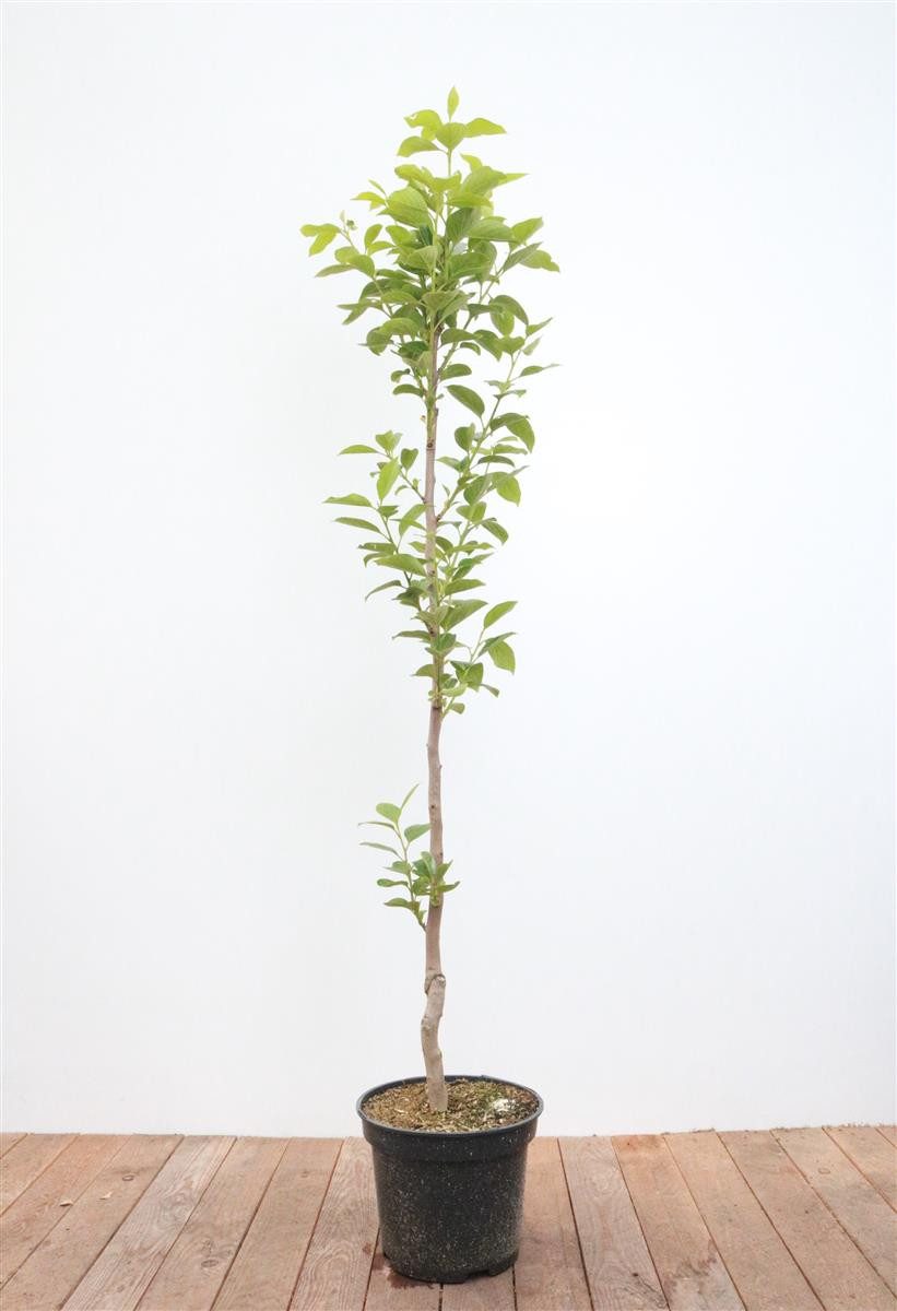 Pflanzen für Dich Obstpflanze Diospyros kaki Vaniglia, 1 St., Kaki, Kakipflaume, süß, orangefruchtig