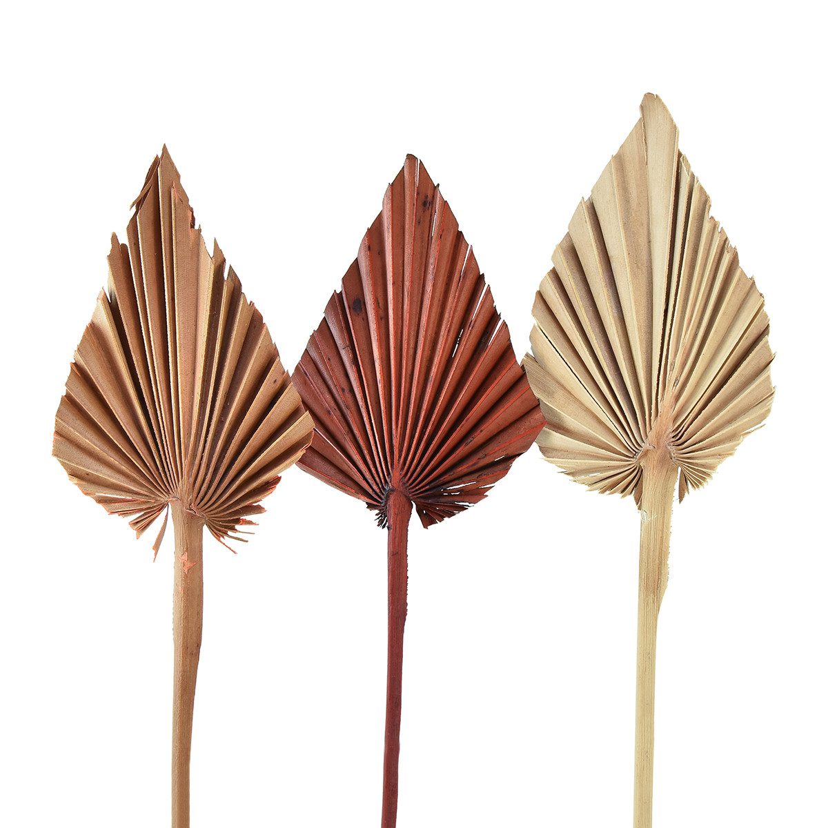 Trockenblume Mini Palmspear sortiert Marocco 30 St Deko Palmenblätter, 30 Stück, Florists Products, Höhe 1 cm