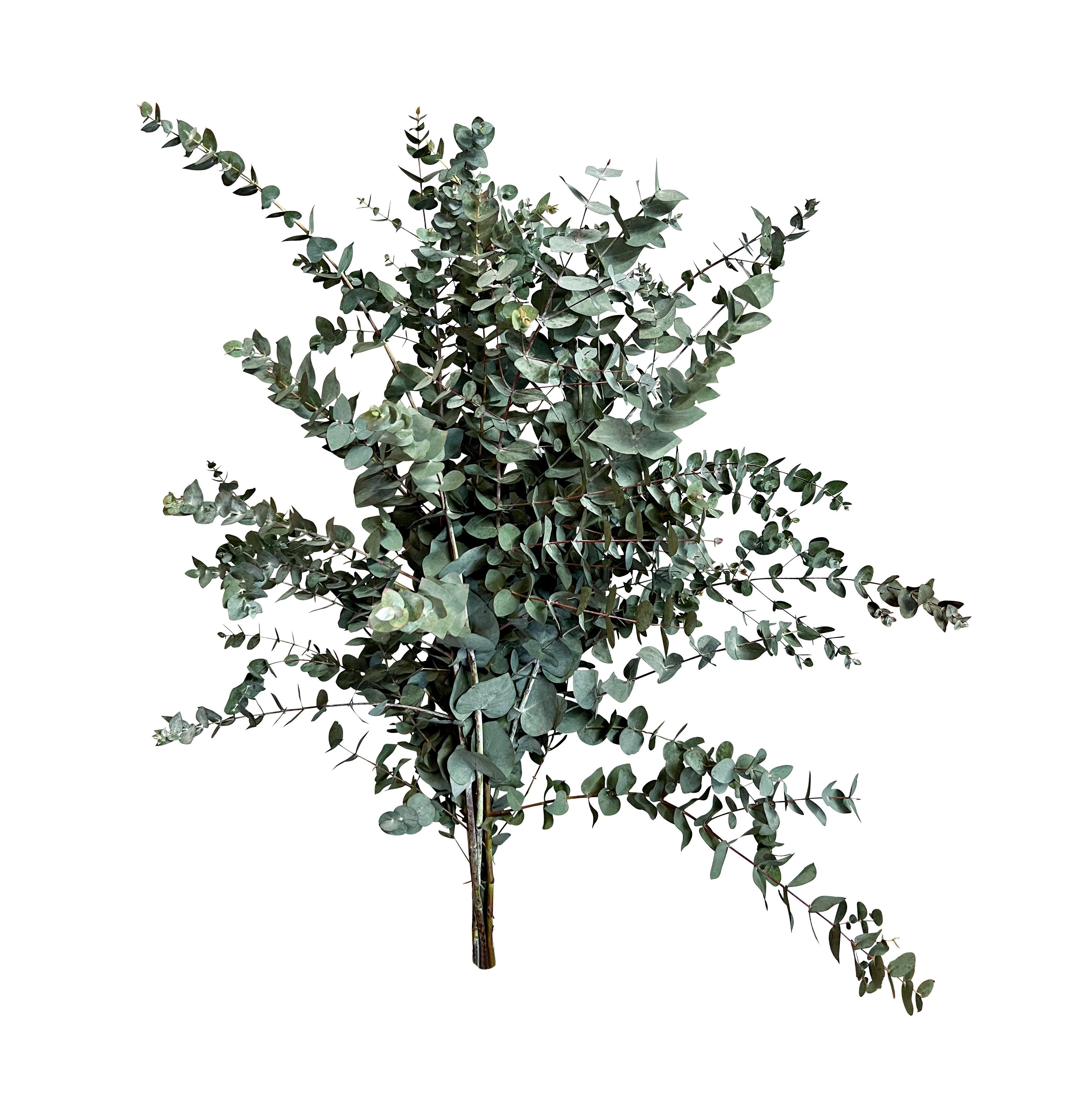 Trockenblume Frischer Eukalyptus im Bund XXL ca.20 Stiele, meinvipshop