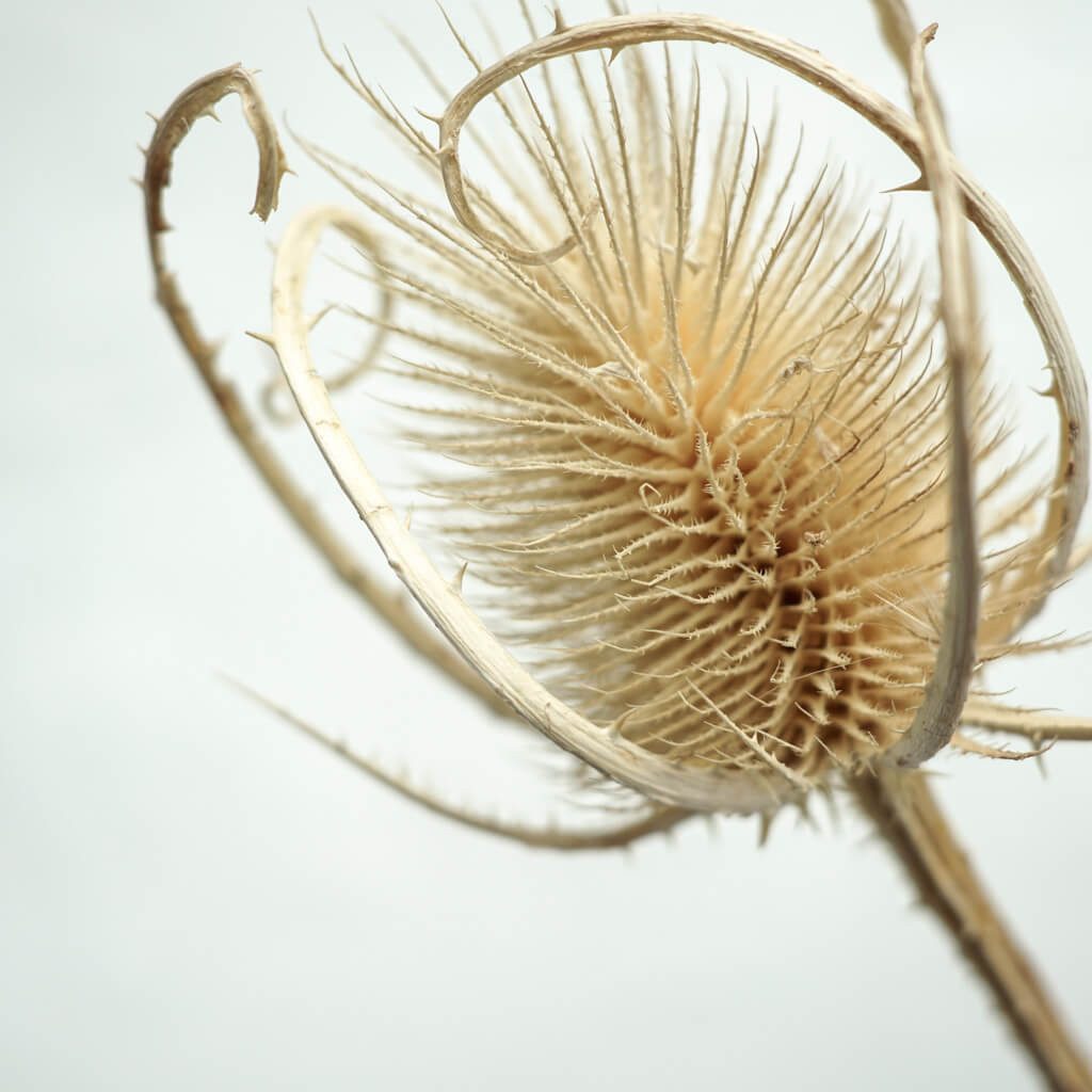 Trockenblume Getrocknete Distel - Cardi Distel, LYKKE & You