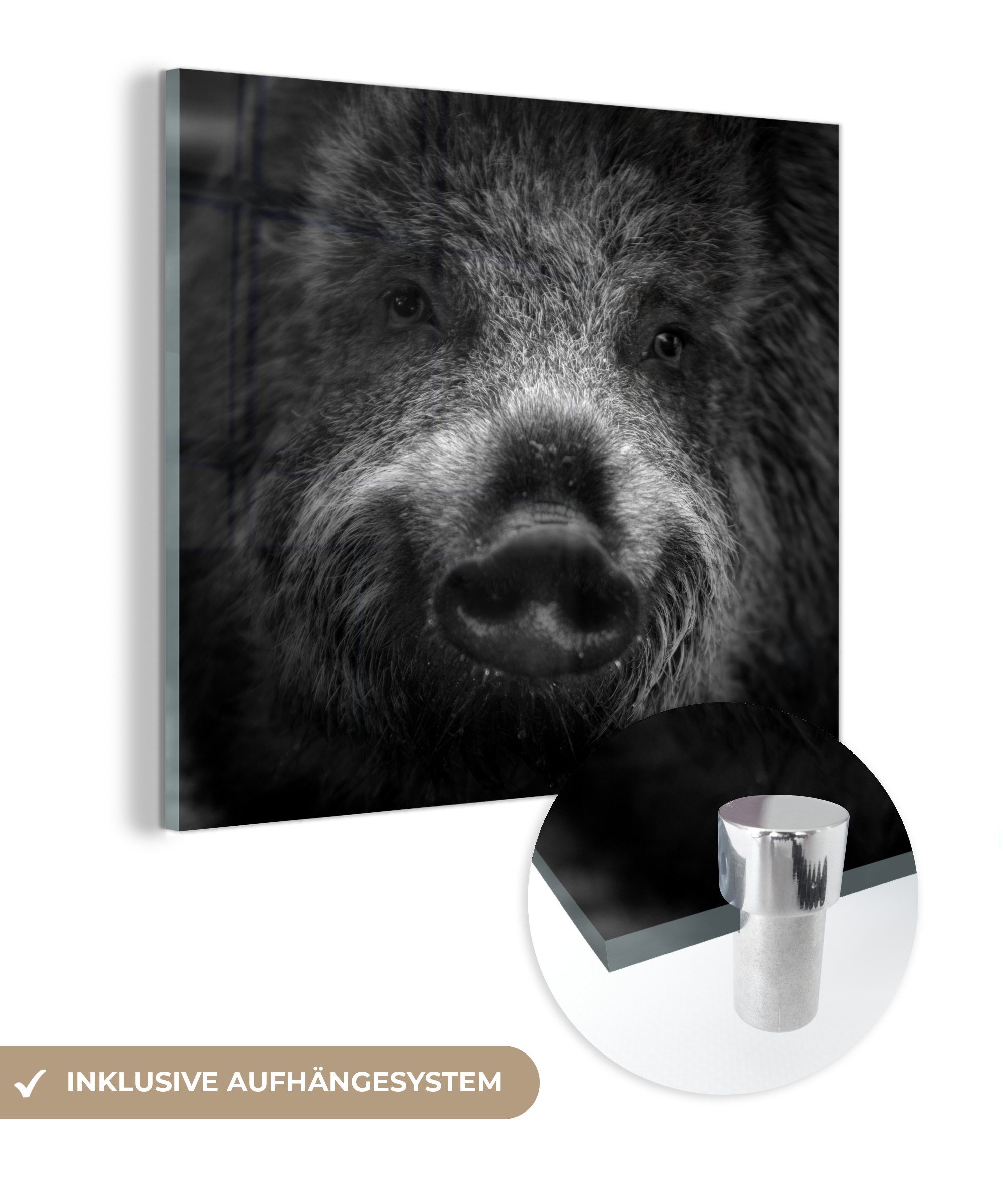 Acrylglasbild Porträt eines Wildschweins - schwarz und weiß