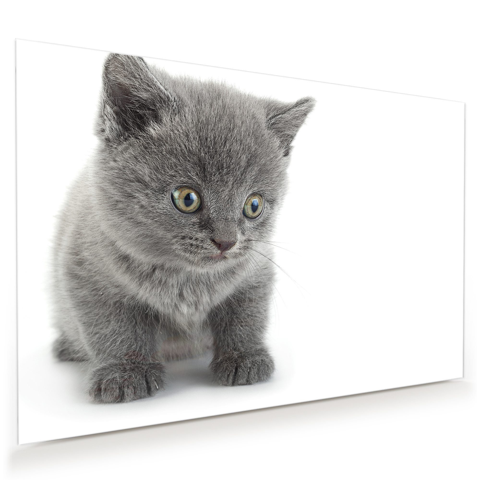 Primedeco Glasbild Wandbild Graue Katze vor heller Wand mit Aufhängung,  Tiere