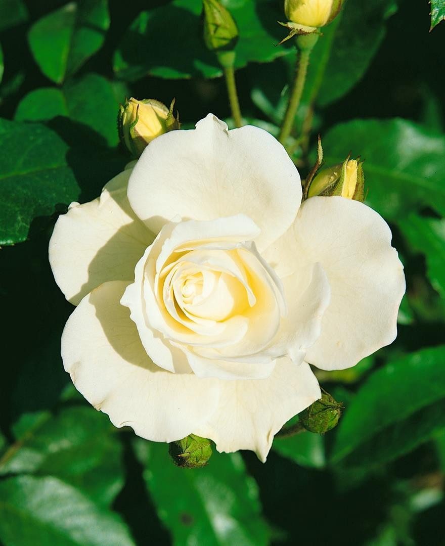 Pflanzen für Dich Rose Rosa Schneewittchen