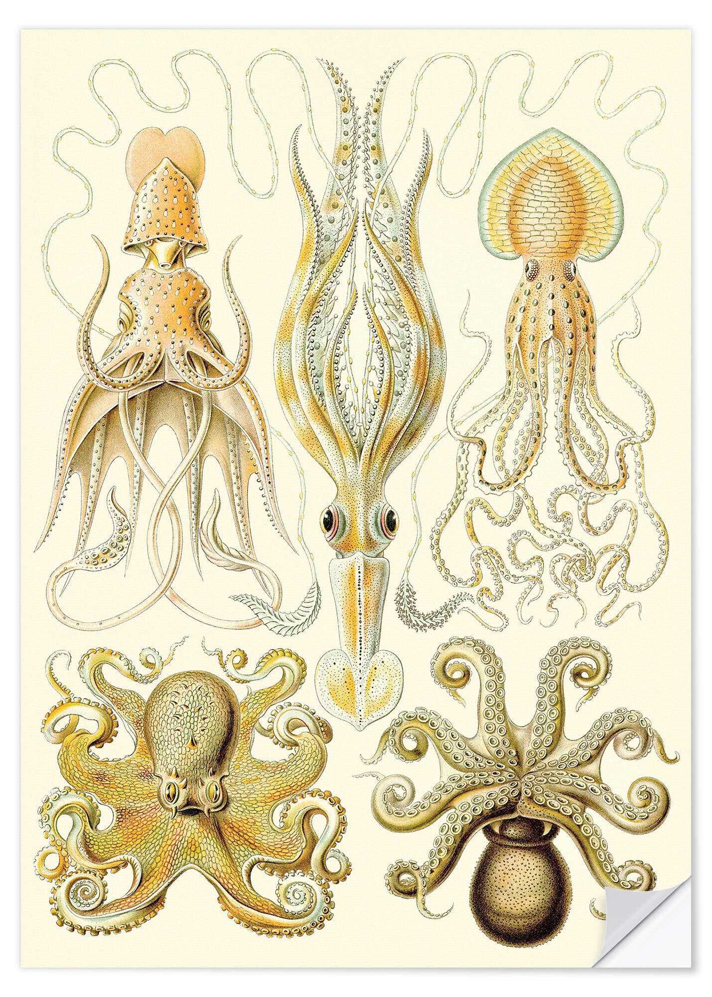 Posterlounge Wandfolie Ernst Haeckel, Kopffüßer, Gamochonia - Kunstformen der Natur, 1899, Badezimmer Maritim Malerei