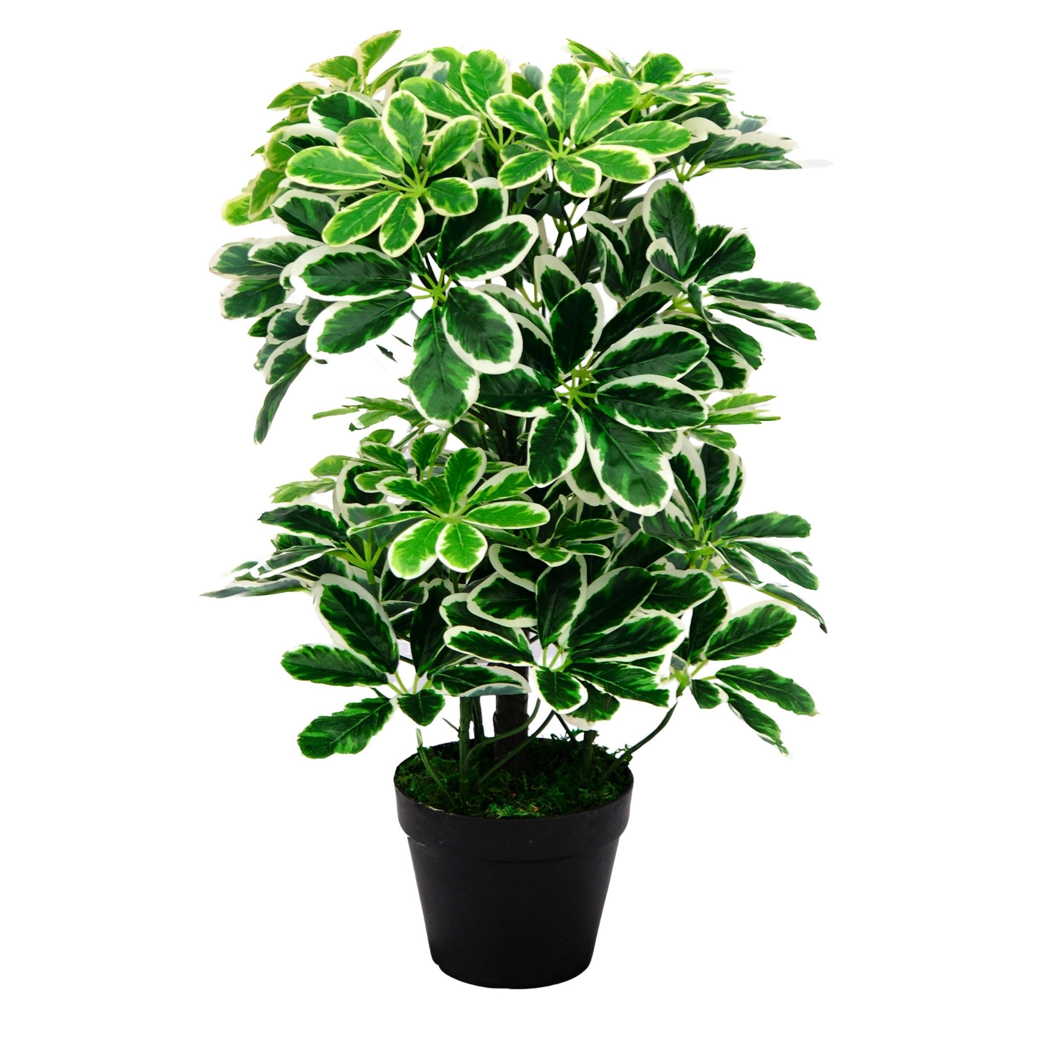 Kunstpflanze SMARAGDLINE künstliche Grünpflanzen in verschiedenen Ausführun günstig online kaufen