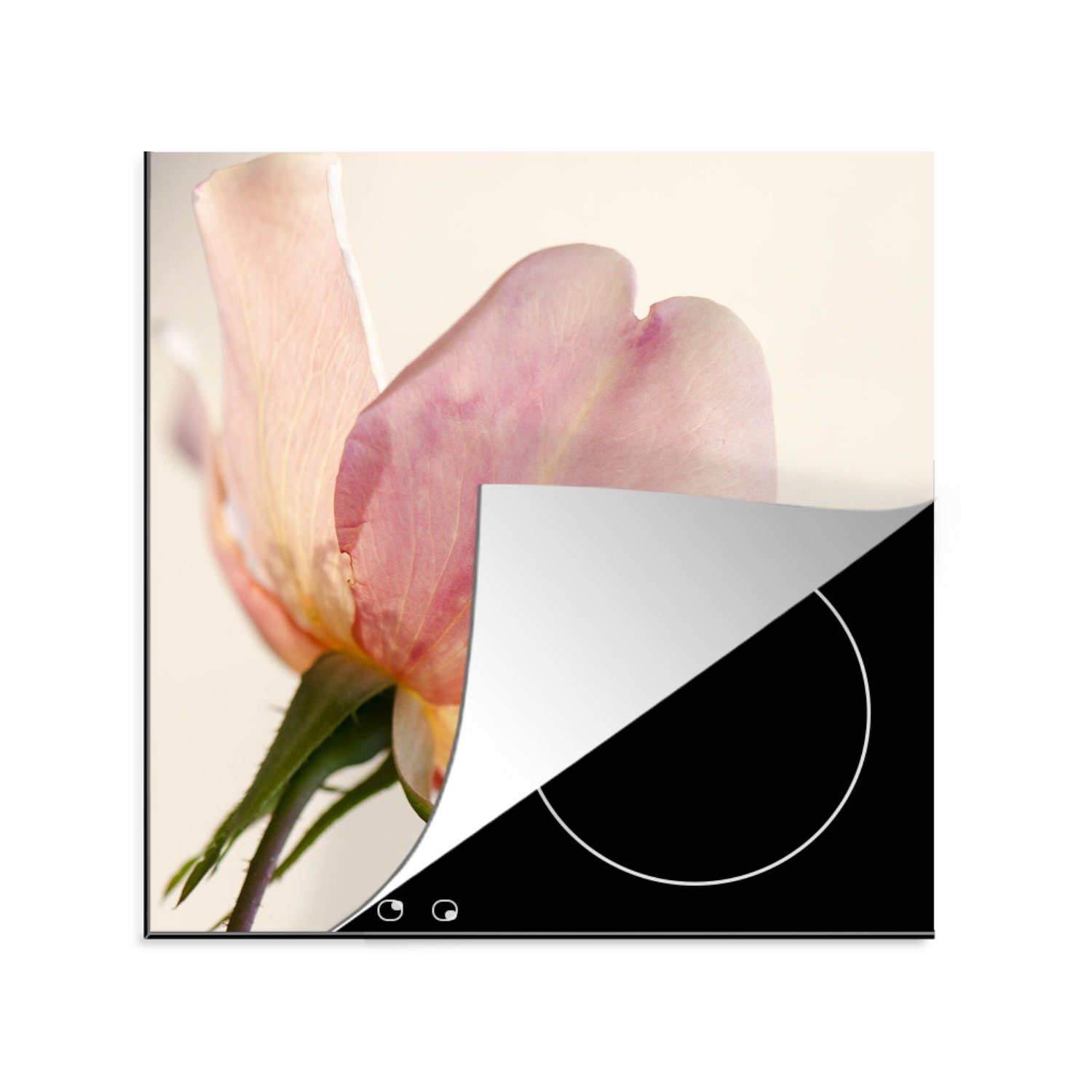 Rose tlg), empfindliche Herdblende-/Abdeckplatte für mit küche Eine und Vinyl, cm, 78x78 Ceranfeldabdeckung, weißem MuchoWow Arbeitsplatte Hintergrund, noch (1 rosa junge
