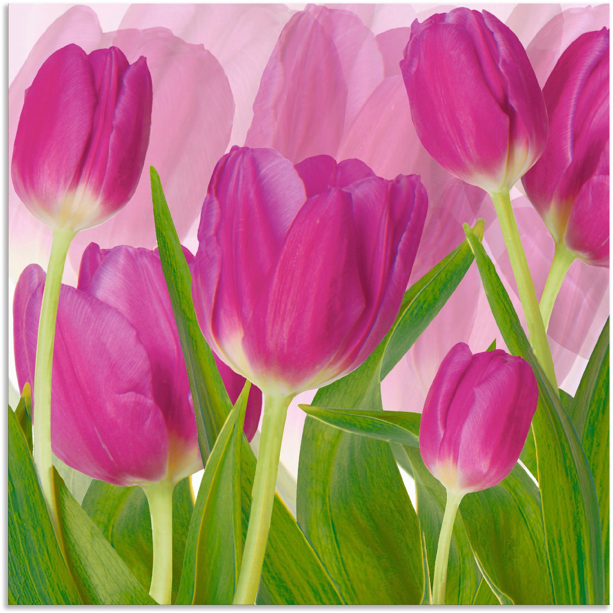 Artland Wandbild Tulpenfeld lila, Blumen (1 St), als Alubild, Leinwandbild in verschied. Größen