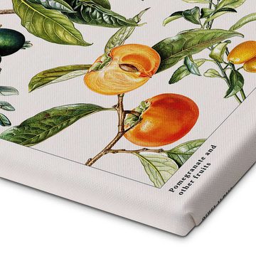 Posterlounge Leinwandbild Elizabeth Rice, Granatapfel und andere Früchte, Esszimmer Landhausstil Malerei