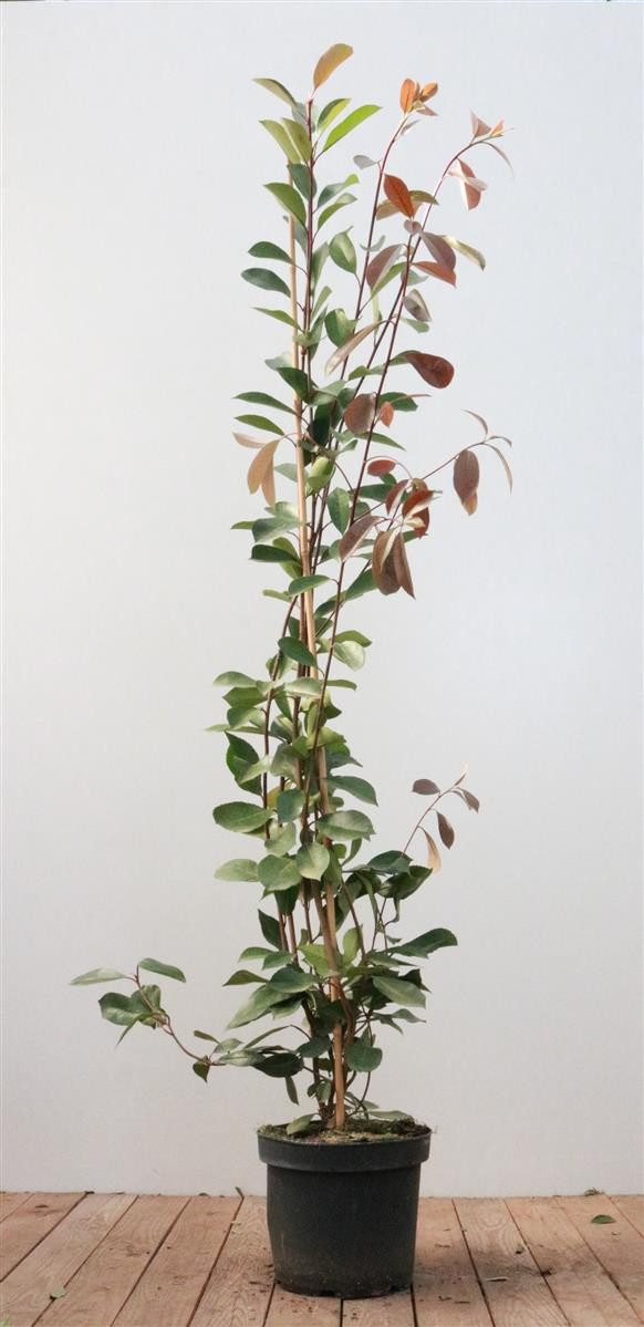 Gehölze Photinia fraseri Red Robin