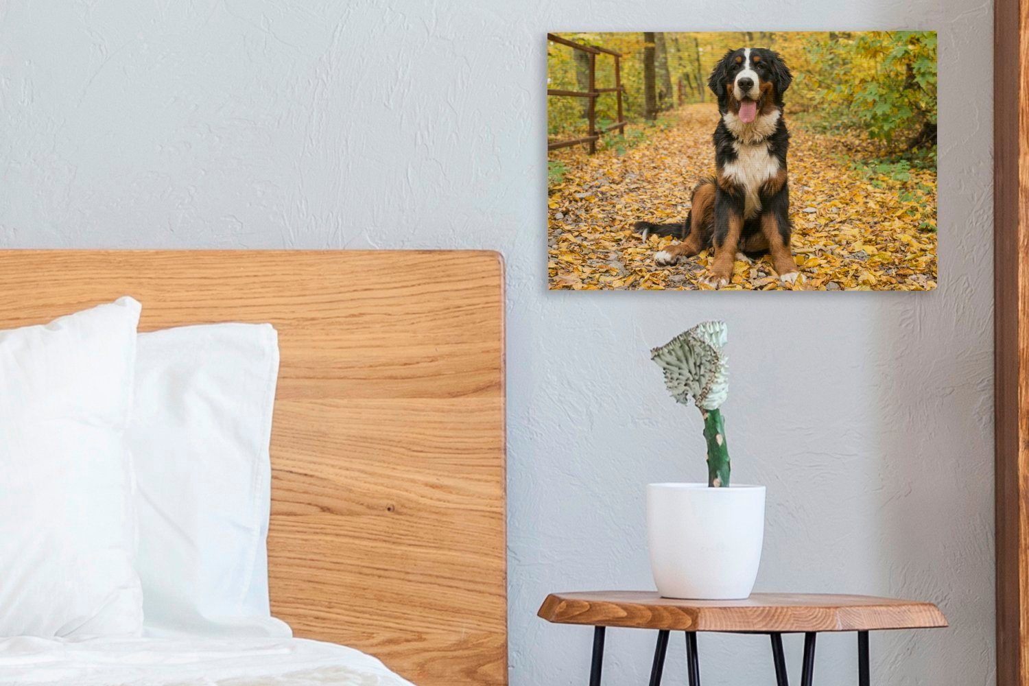 OneMillionCanvasses® Leinwandbild Ein Berner schönem (1 mit Aufhängefertig, Wandbild St), Wanddeko, Herbstlaub, 30x20 Leinwandbilder, Sennenhund cm