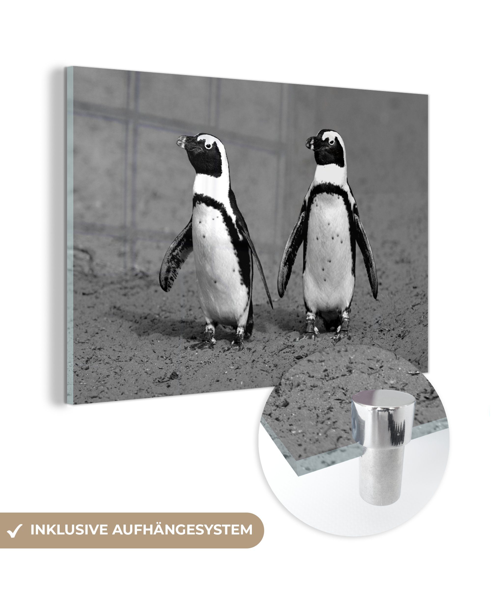 MuchoWow Acrylglasbild Zwei kleine Schwarzfußpinguine spazieren zusammen - schwarz und weiß, (1 St), Acrylglasbilder Wohnzimmer & Schlafzimmer