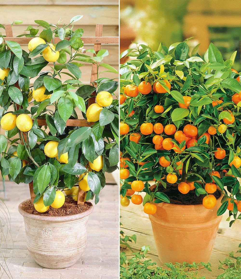 BALDUR Garten Zitronenbaum Zitronen- & Orangenbaum, 2 St., Zitronenbaum, immergrün,duftend, essbar, pflegeleicht
