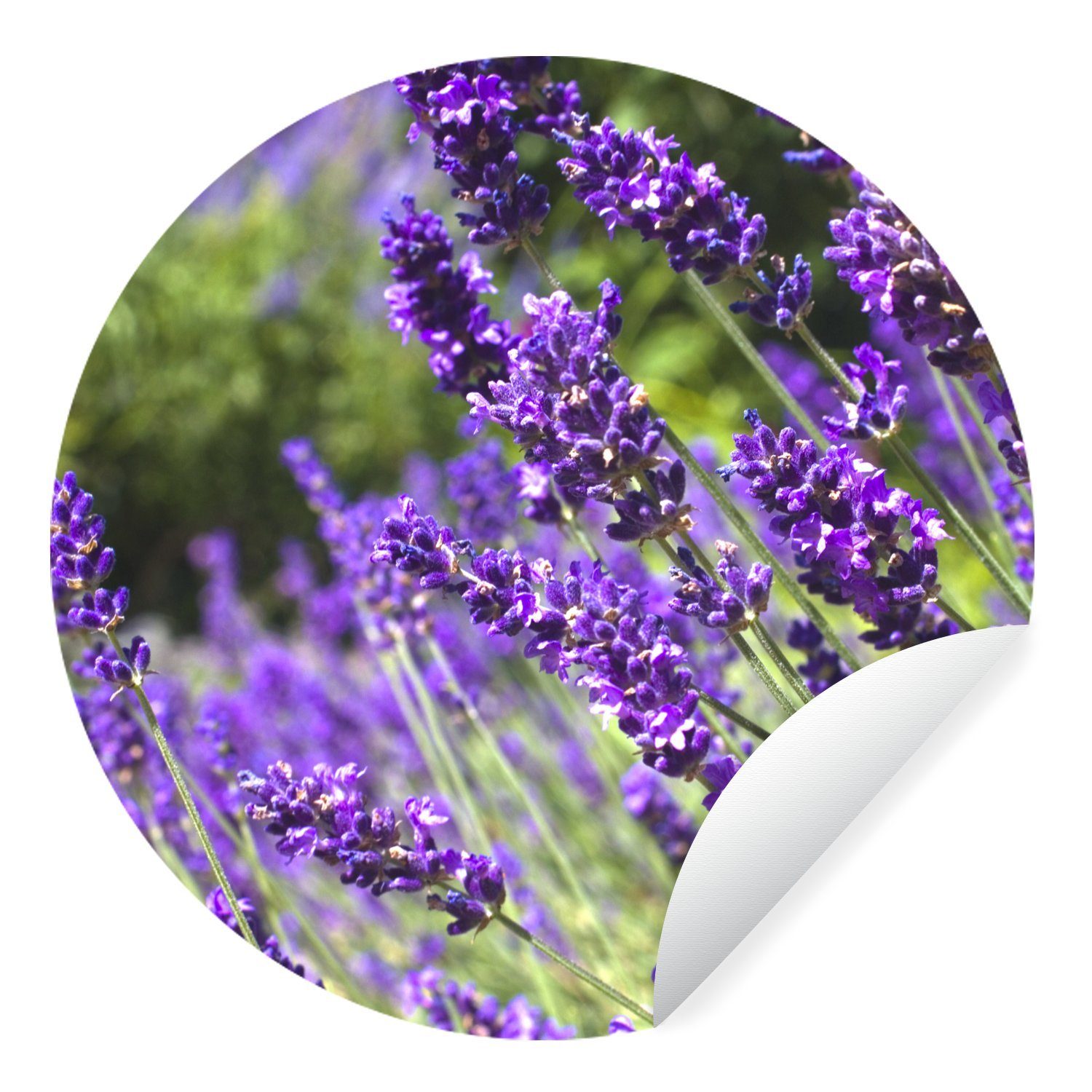 MuchoWow Wandsticker Leuchtend lila Lavendel in der Natur (1 St), Wandtattoo Selbstklebend, Wohnzimmer Deko Aufkleber, 30x30 cm