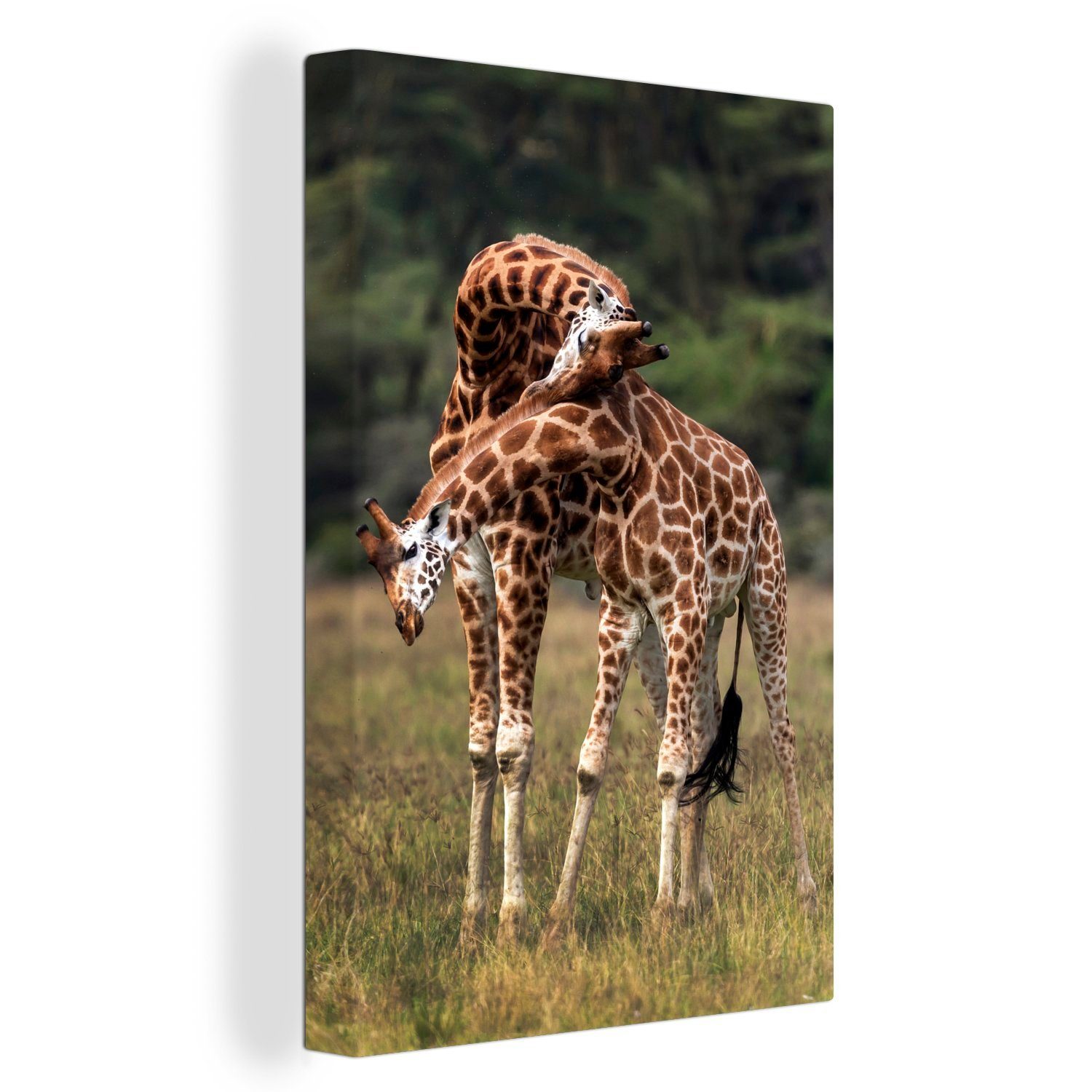 OneMillionCanvasses® Leinwandbild Zwei Giraffen mit verschlungenen Hälsen, (1 St), Leinwandbild fertig bespannt inkl. Zackenaufhänger, Gemälde, 20x30 cm