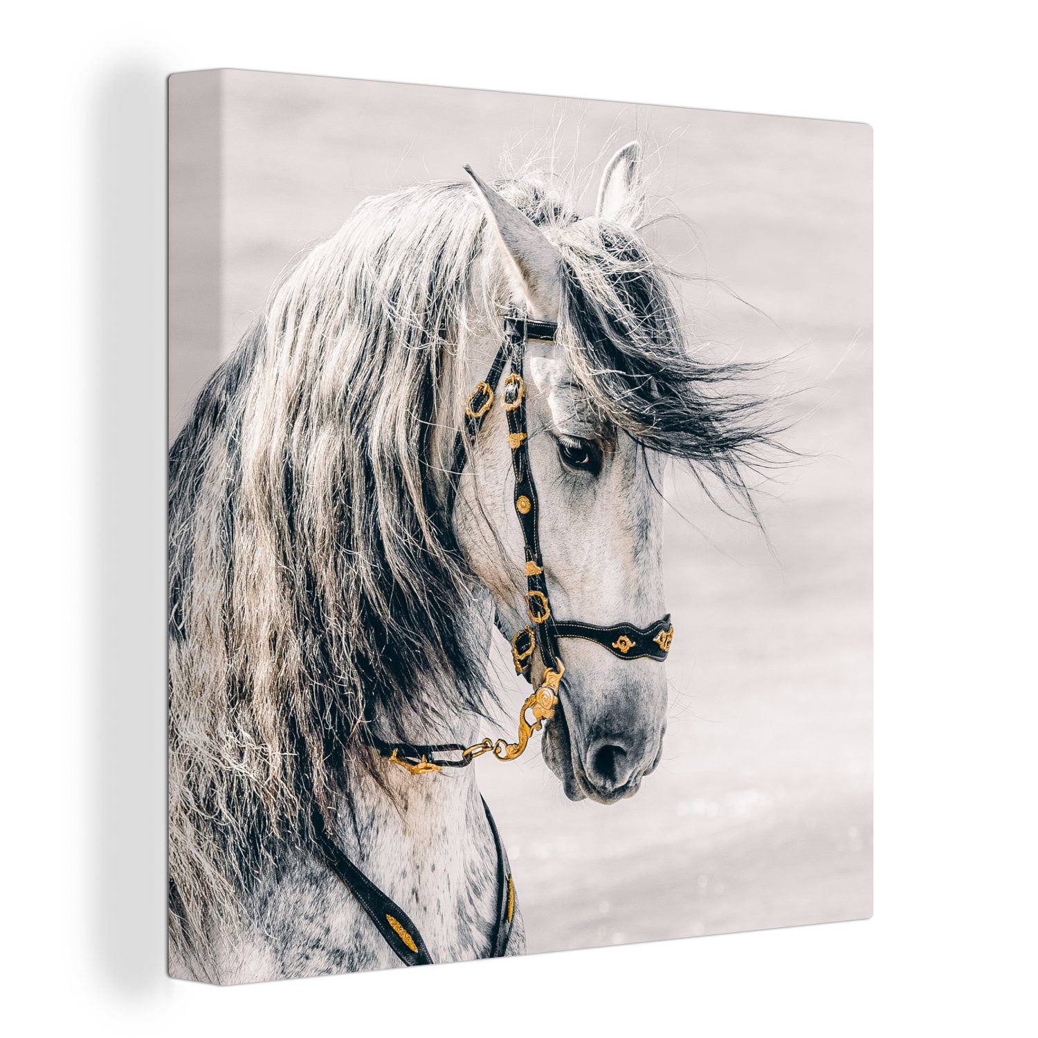 OneMillionCanvasses® Leinwandbild Pferd - Weiß - günstig online kaufen