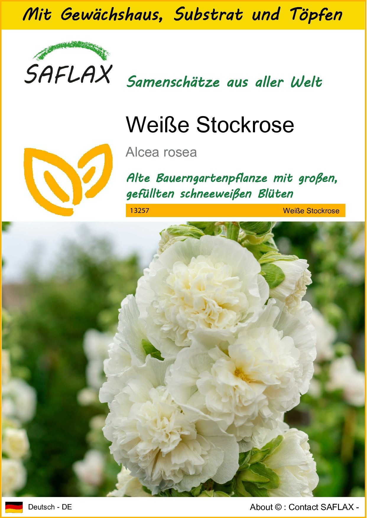 Blumensamen SAFLAX - Anzuchtset - Weiße Stockrose