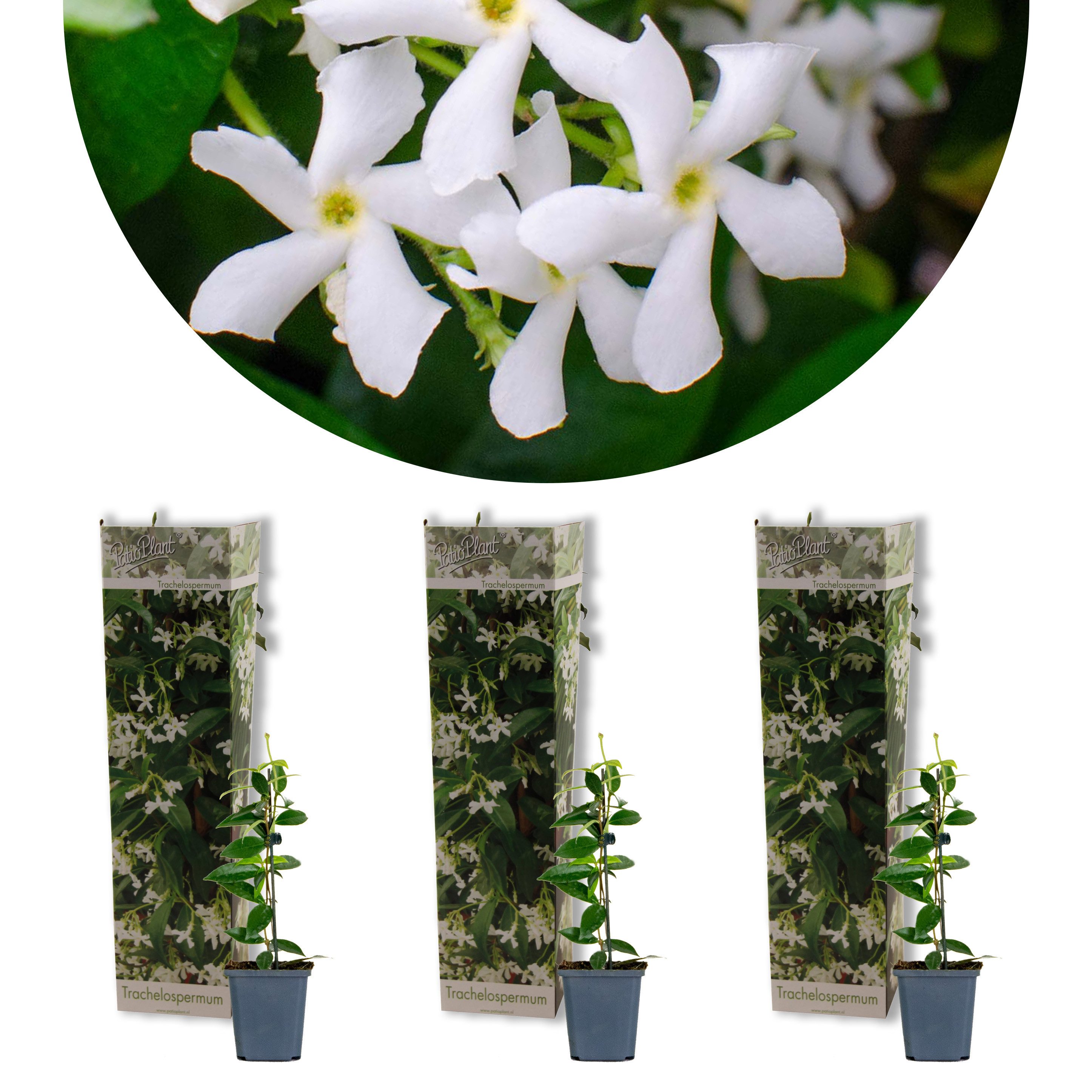 Bloomique Kletterpflanze 3er-Set Trachelospermum Jasminoides, Sternjasmin, 15-20 cm, Topf 9 cm, 3 St.
