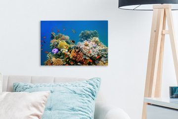 OneMillionCanvasses® Leinwandbild Tropisch - Fische - Korallen, (1 St), Wandbild Leinwandbilder, Aufhängefertig, Wanddeko, 30x20 cm
