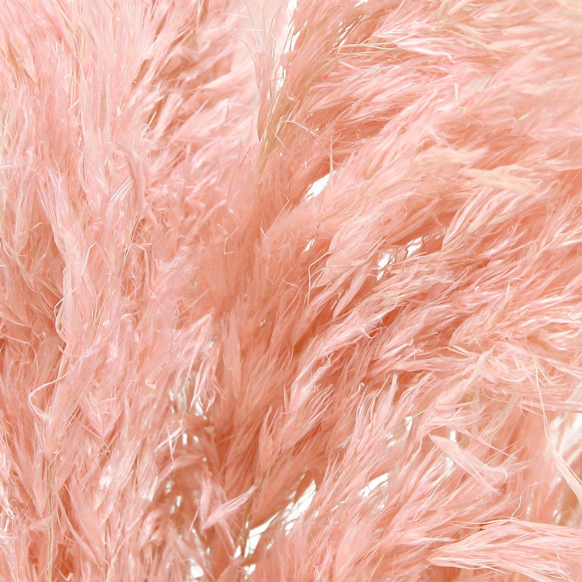Trockenblume Pampasgras getrocknet Rosa 65-75cm Trockenblumen günstig online kaufen