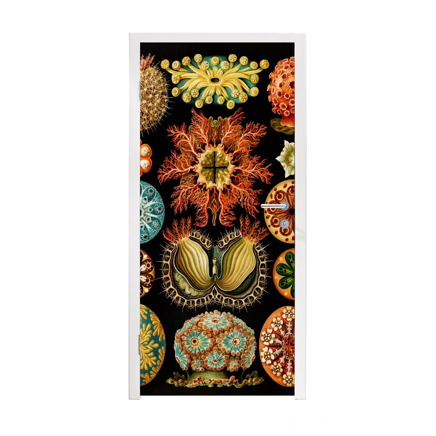 MuchoWow Türtapete Vintage - Ernst Haeckel - Meerestier - Natur - Meer - Kunst, Matt, bedruckt, (1 St), Fototapete für Tür, Türaufkleber, 75x205 cm | Türtapeten