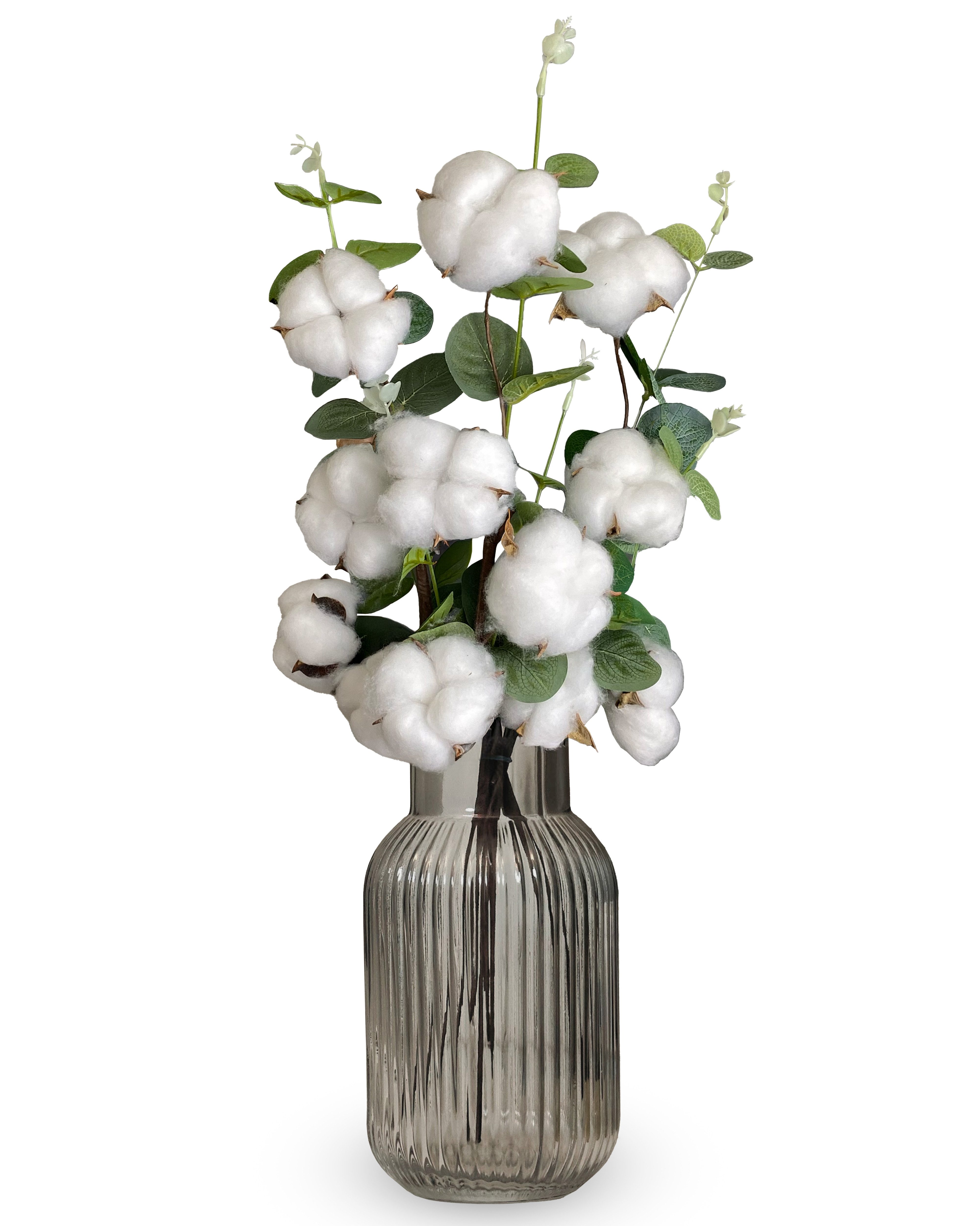 Trockenblume Echter Baumwollzweig - Baumwolle Zweig, Trockenblumen, Pampasg günstig online kaufen