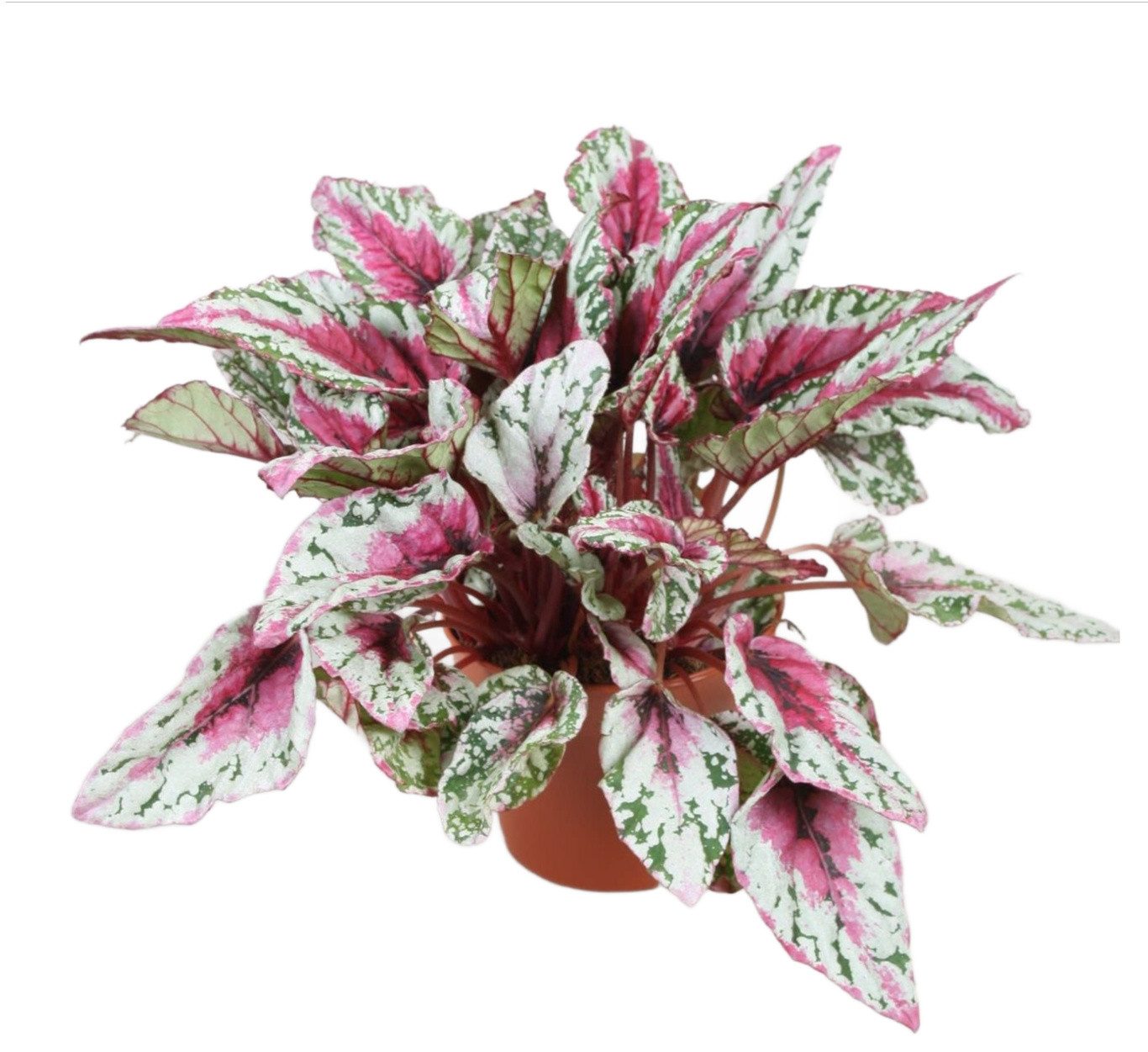 meinvipshop Zimmerpflanze Wunderschöne Blattbegonie Sunset Zimmerpflanze günstig online kaufen