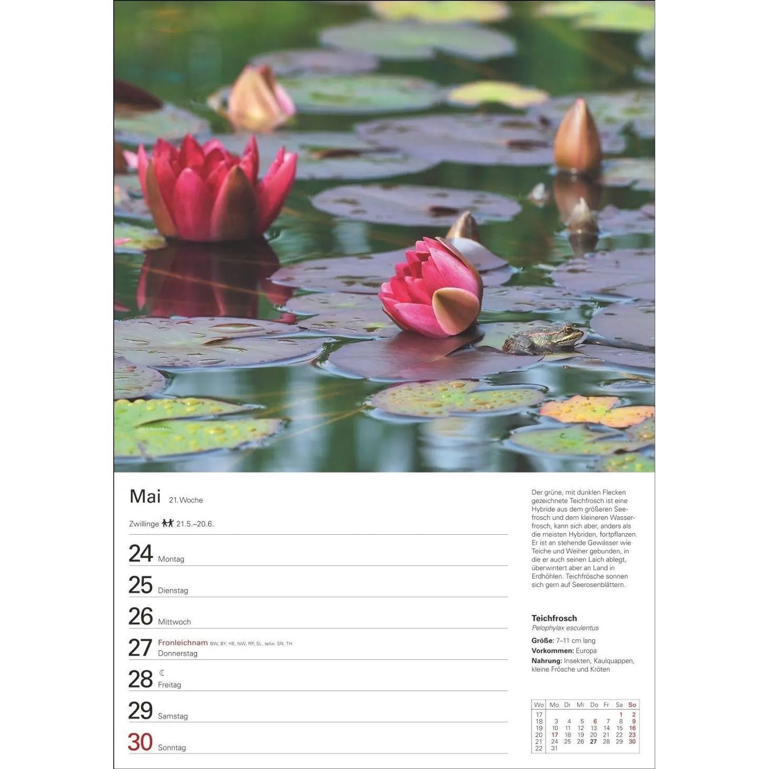 Harenberg Kalender Verlag Wandkalender Heimische Tiere Wochenplaner 2027 - 53 faszinierende Fotografien