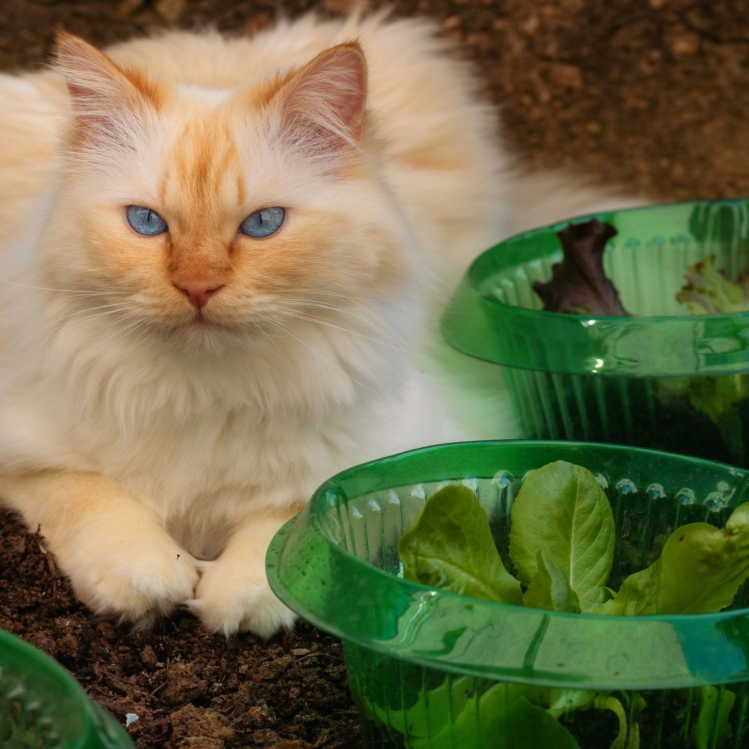 BURI Schneckenkante 10x Schneckenschutzringe Schneckenschutz Schneckenstopp Kunststoff