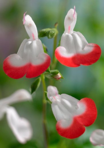 BCM Staude »Signalflaggen-Salbei Hot Lips« kaufen | OTTO