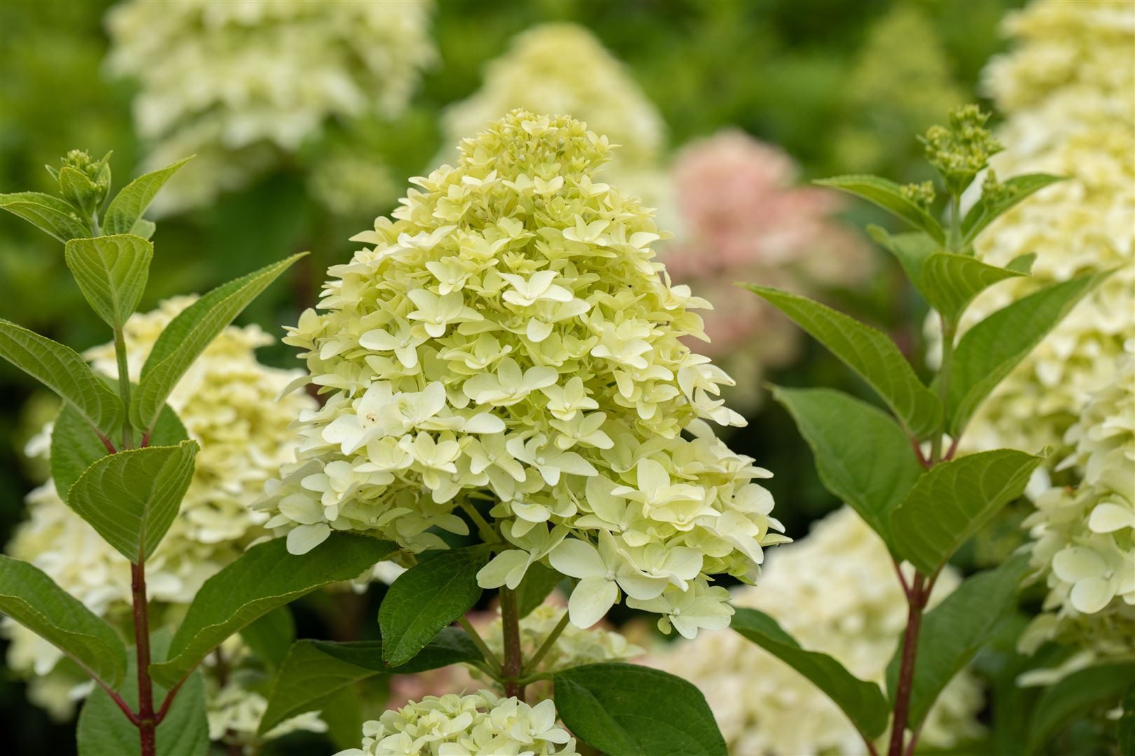 Pflanzen für Dich Gehölze Hydrangea pan. Magical Candle, 1 St., Rispenhortensie