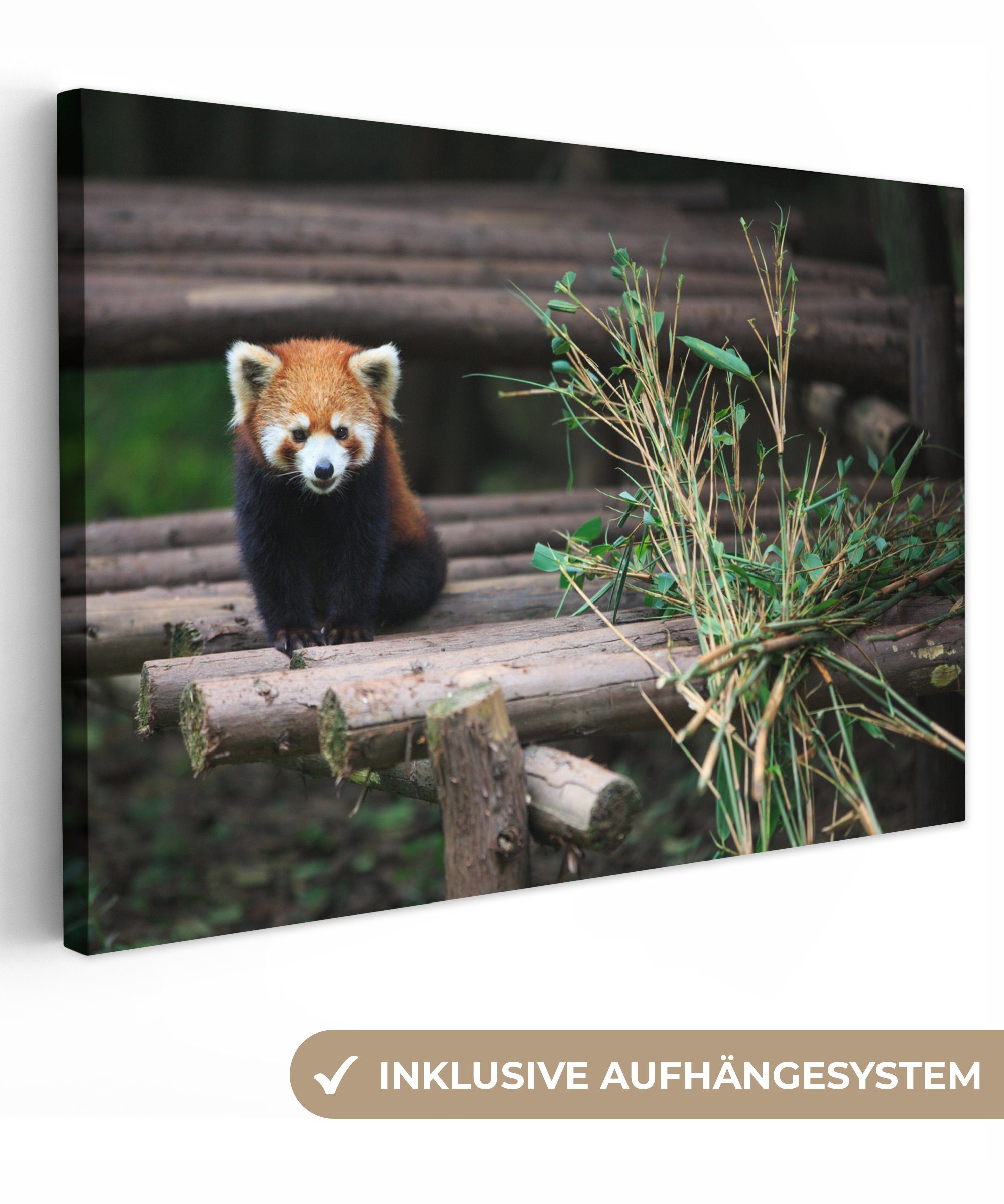 cm Aufhängefertig, OneMillionCanvasses® Roter Wanddeko, 30x20 - Leinwandbilder, St), (1 Leinwandbild Wandbild Bambus Baumstämme, Panda -