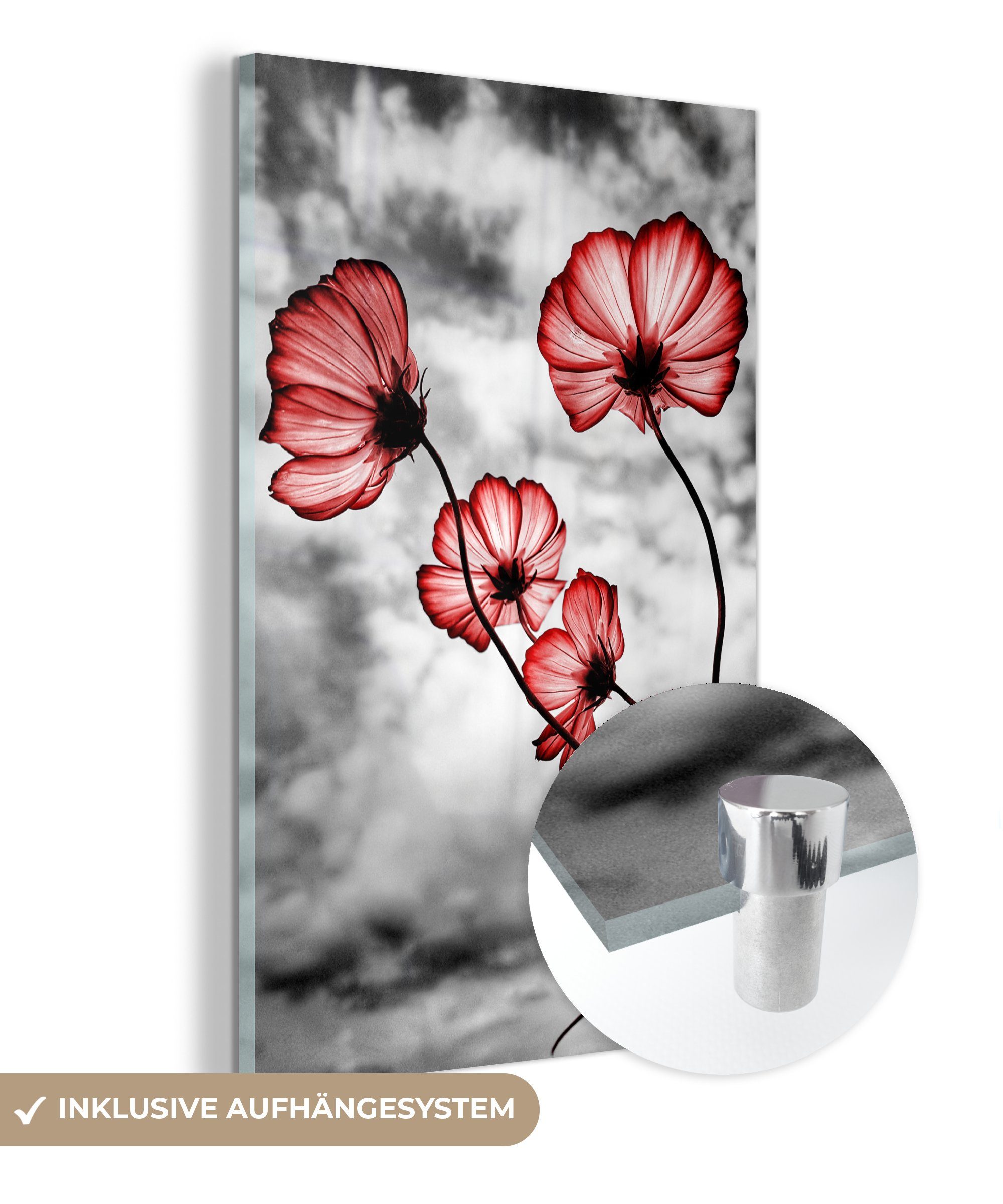 MuchoWow Acrylglasbild Blumen - Schwarz - Weiß - Rot, (1 St), Glasbilder - Bilder auf Glas Wandbild - Foto auf Glas - Wanddekoration bunt