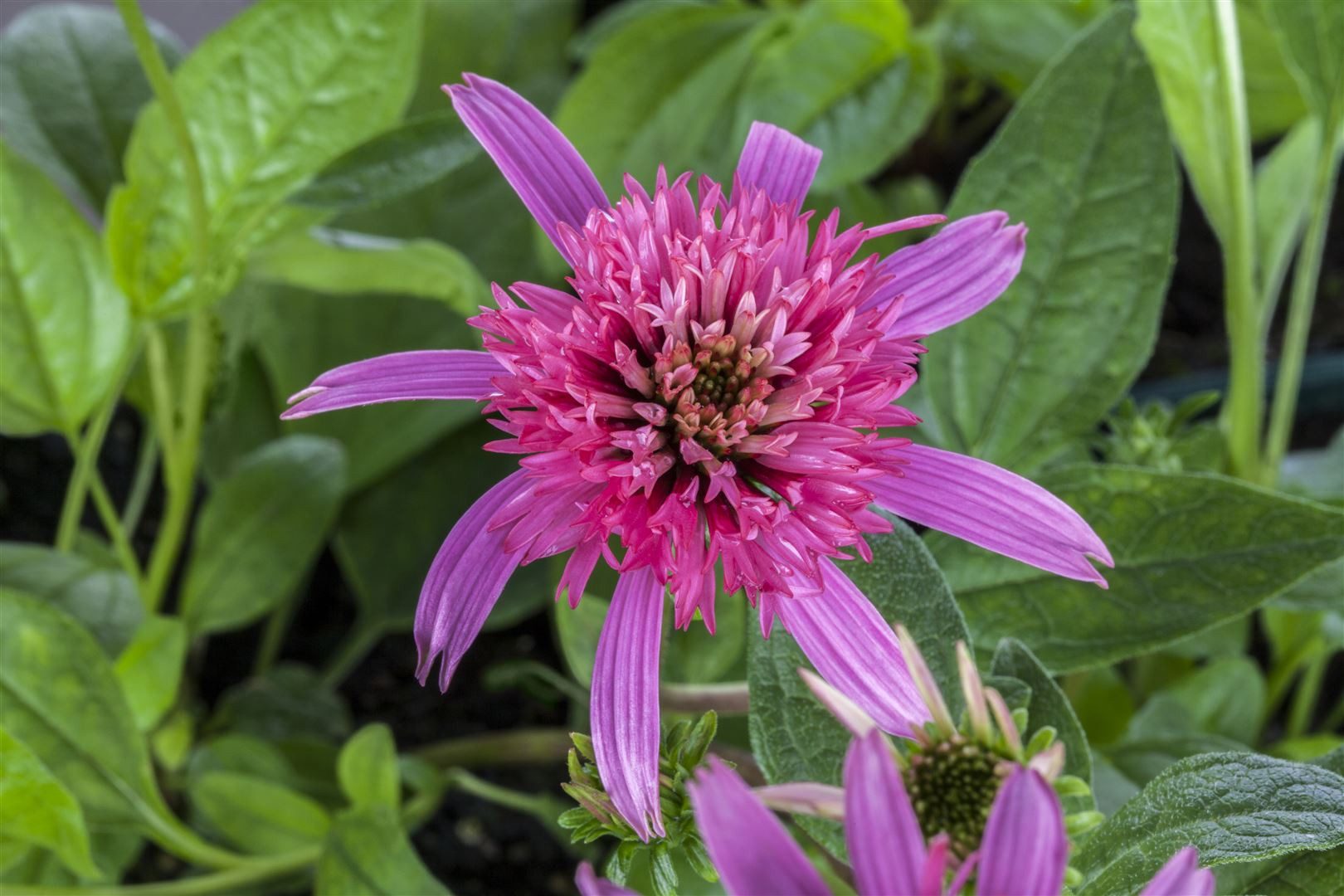 Pflanzen für Dich Staude Echinacea purp. Pink Double Delight, 1 St., Roter Sonnenhut, Purpur-Sonnenhut
